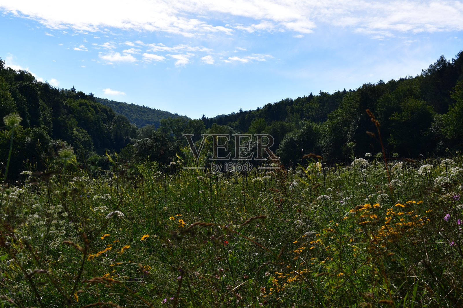 弗朗科尼亚美丽的鲜花草地照片摄影图片