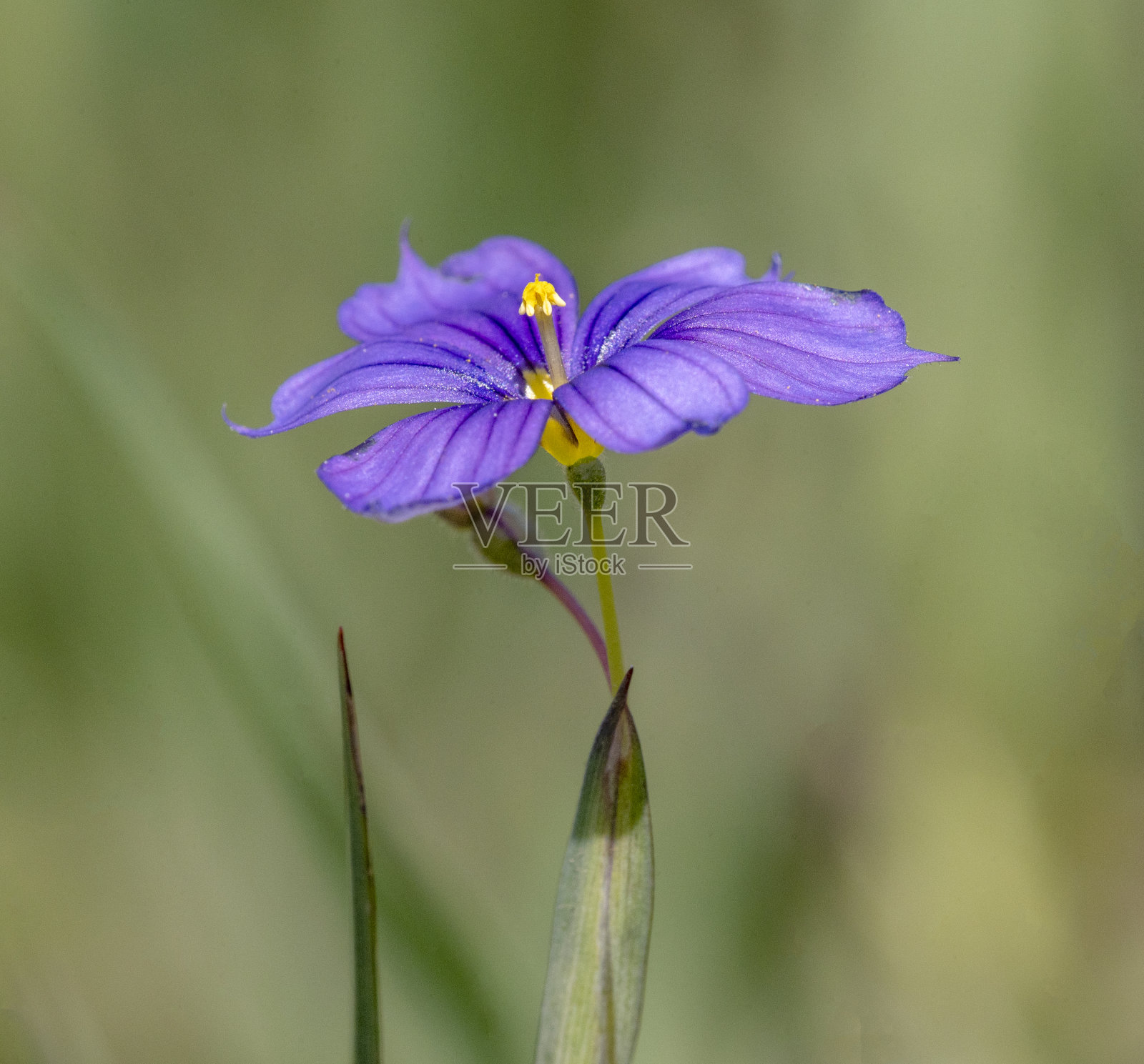 蓝眼草照片摄影图片