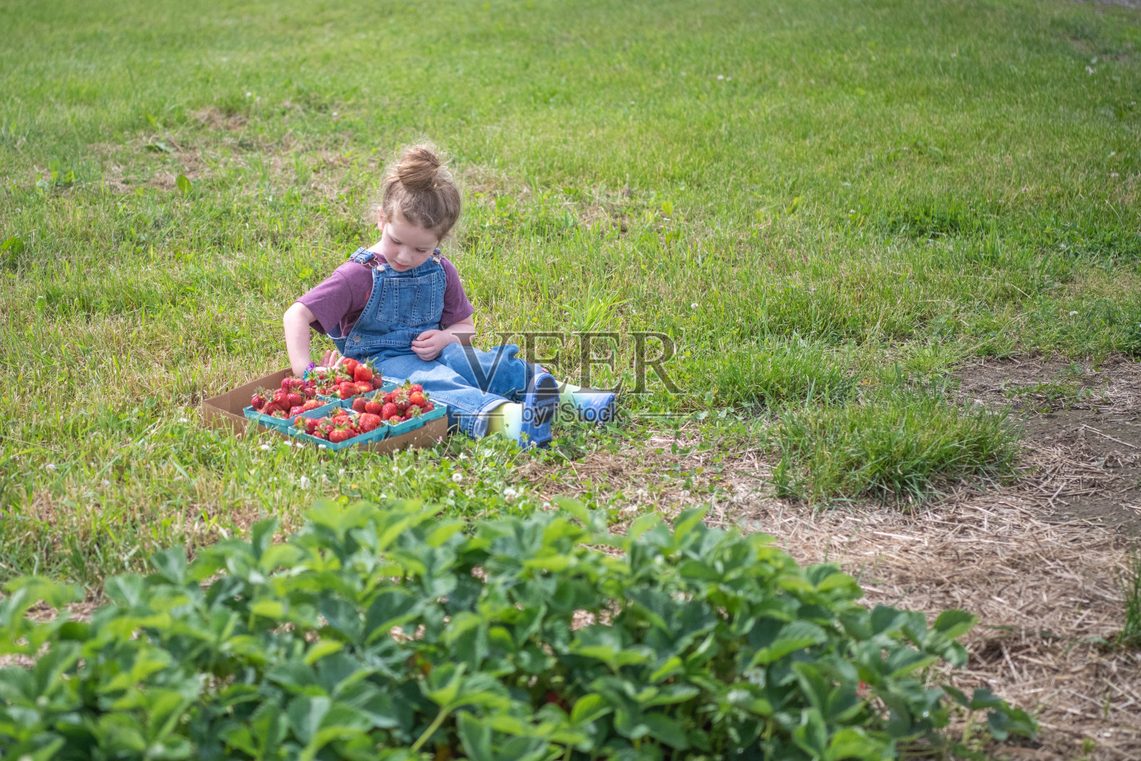 穿着工作服的小女孩在农场里摘草莓照片摄影图片