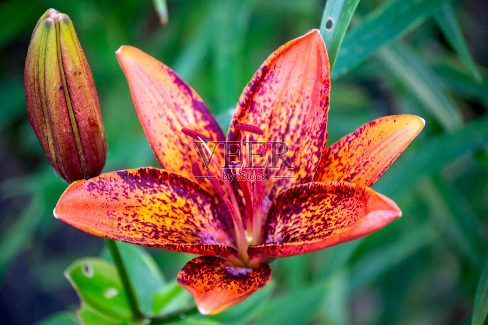 夏天花园里开着红色的百合。照片摄影图片