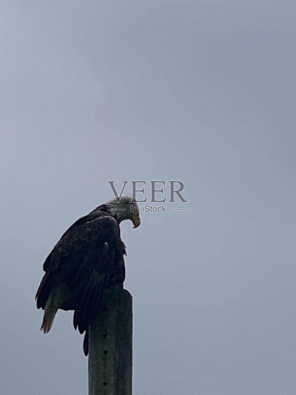 鹰照片摄影图片