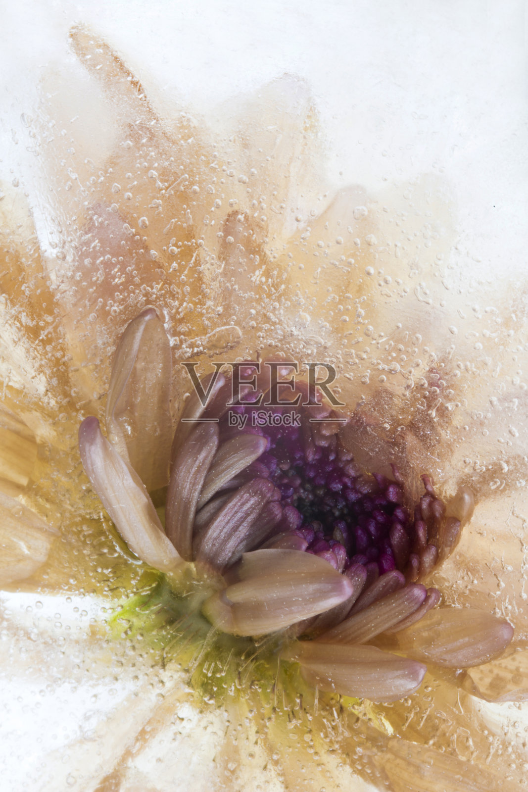 美丽多彩的花朵冻在冰里照片摄影图片