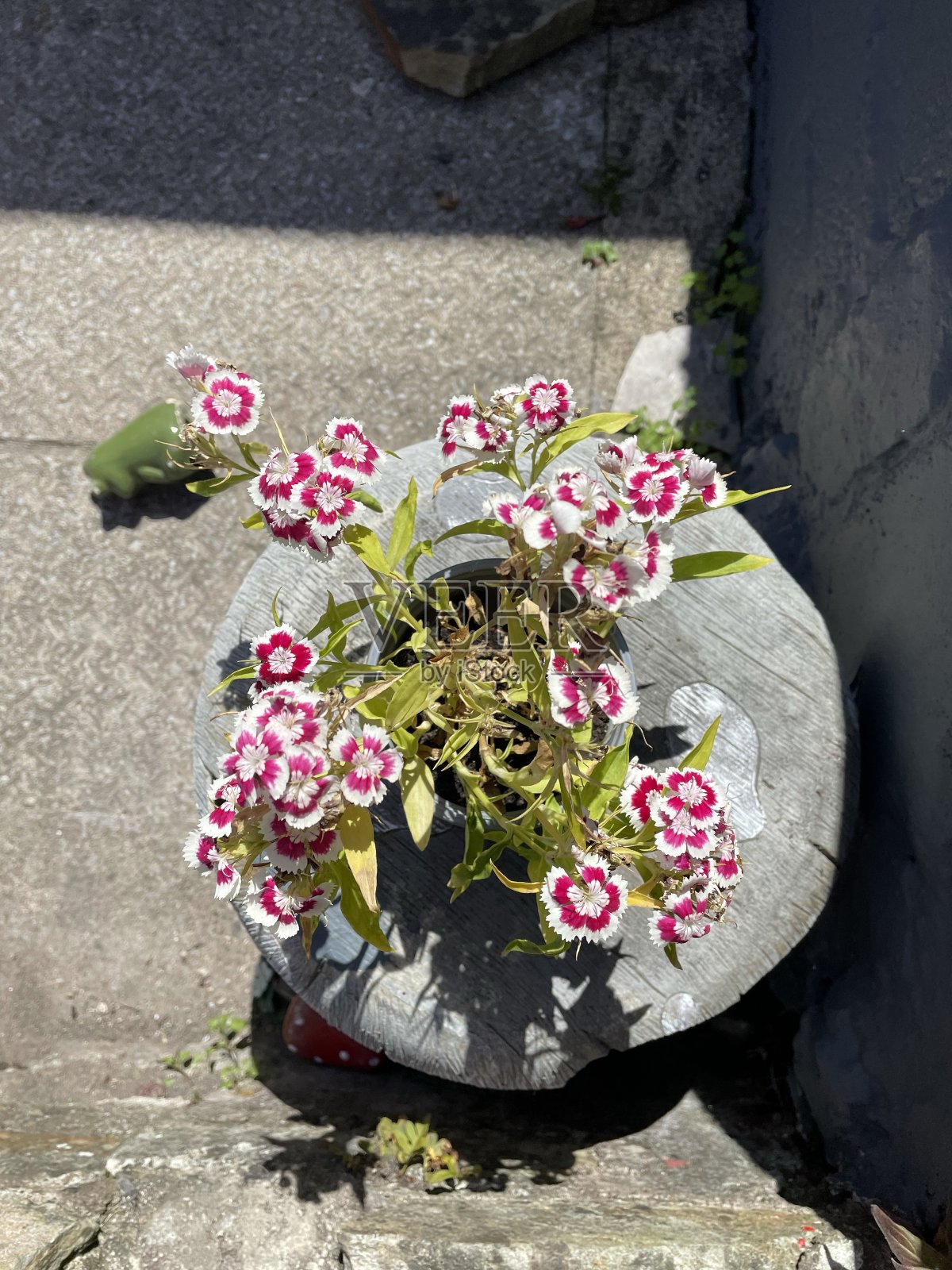 粉红色和白色的花照片摄影图片