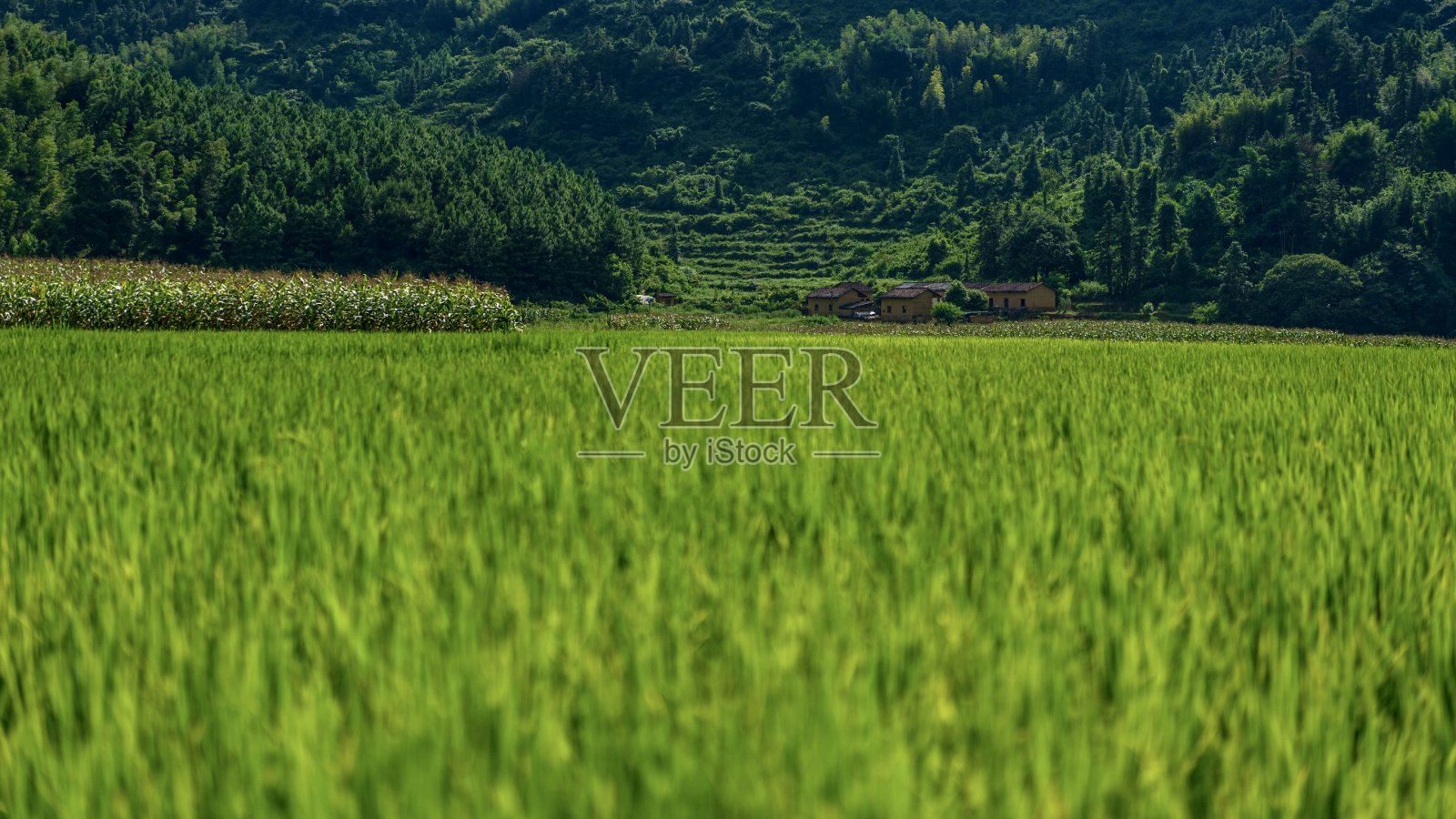 大米照片摄影图片