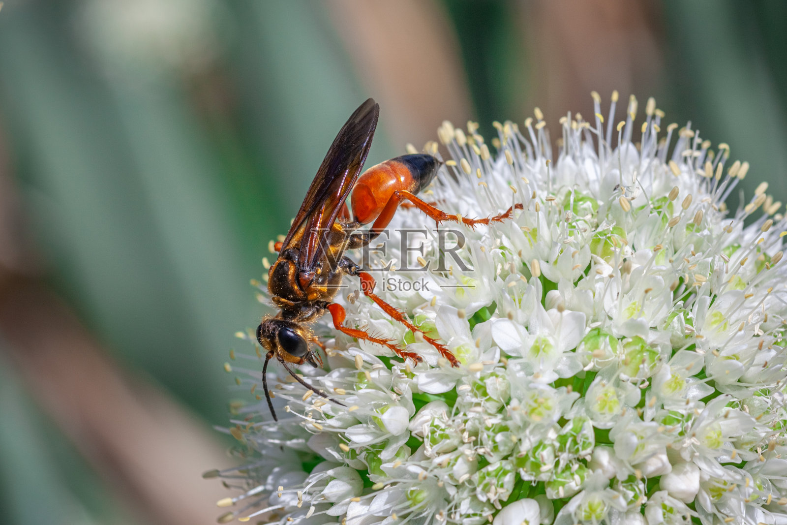大sphex doré, (sphex ichneumoneus),大掘金黄蜂,葱属植物。照片摄影图片