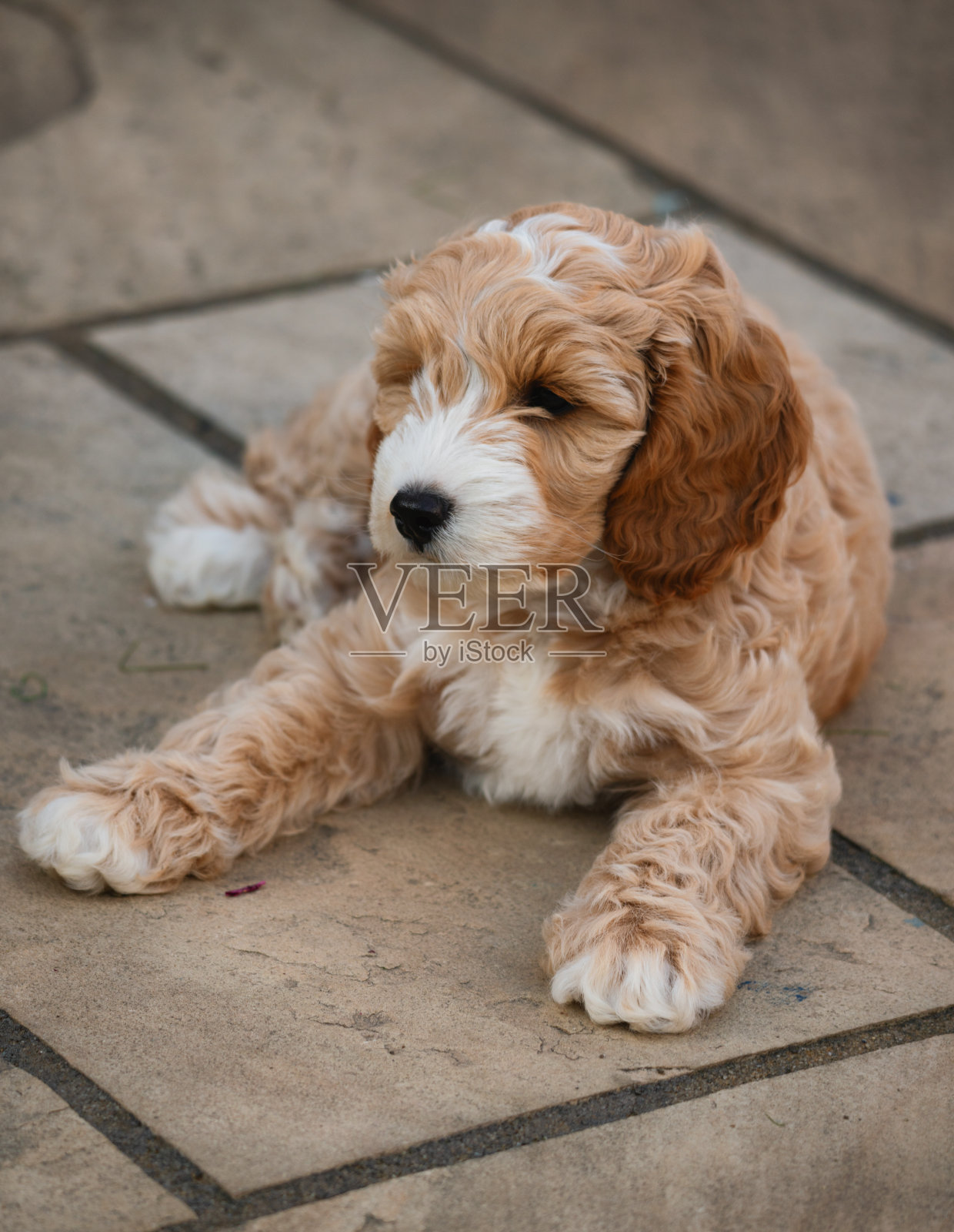 可爱的八周大的可卡普小狗照片摄影图片