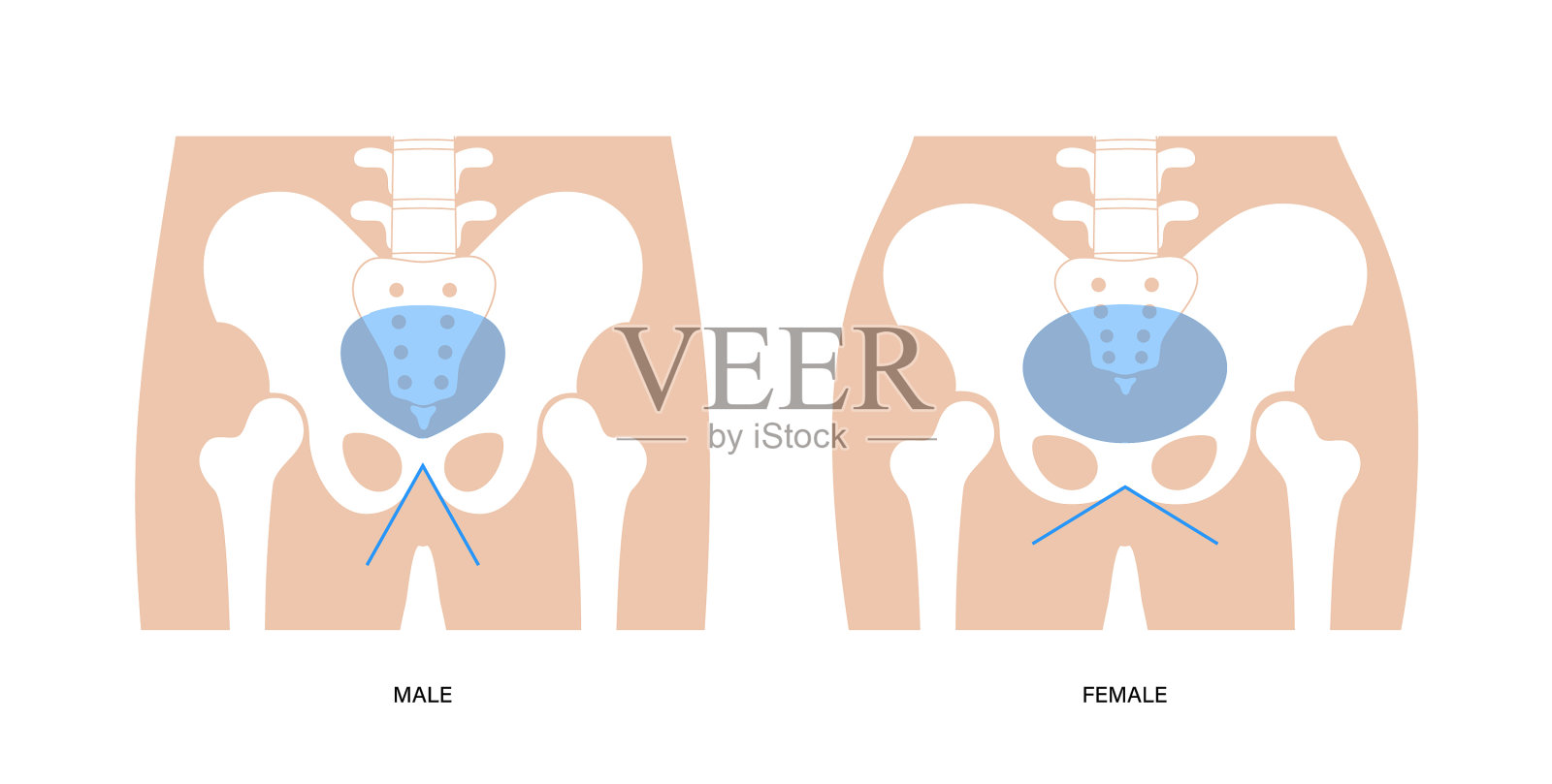 人体骨盆关节插画图片素材