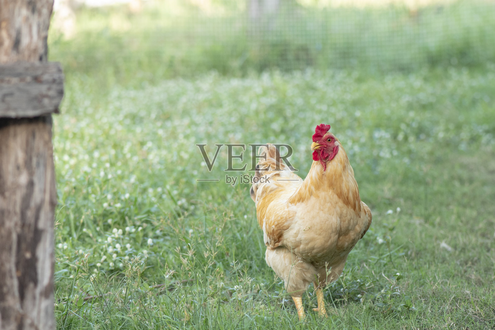 一只棕色的鸡,养鸡者,在农场吃草。照片摄影图片