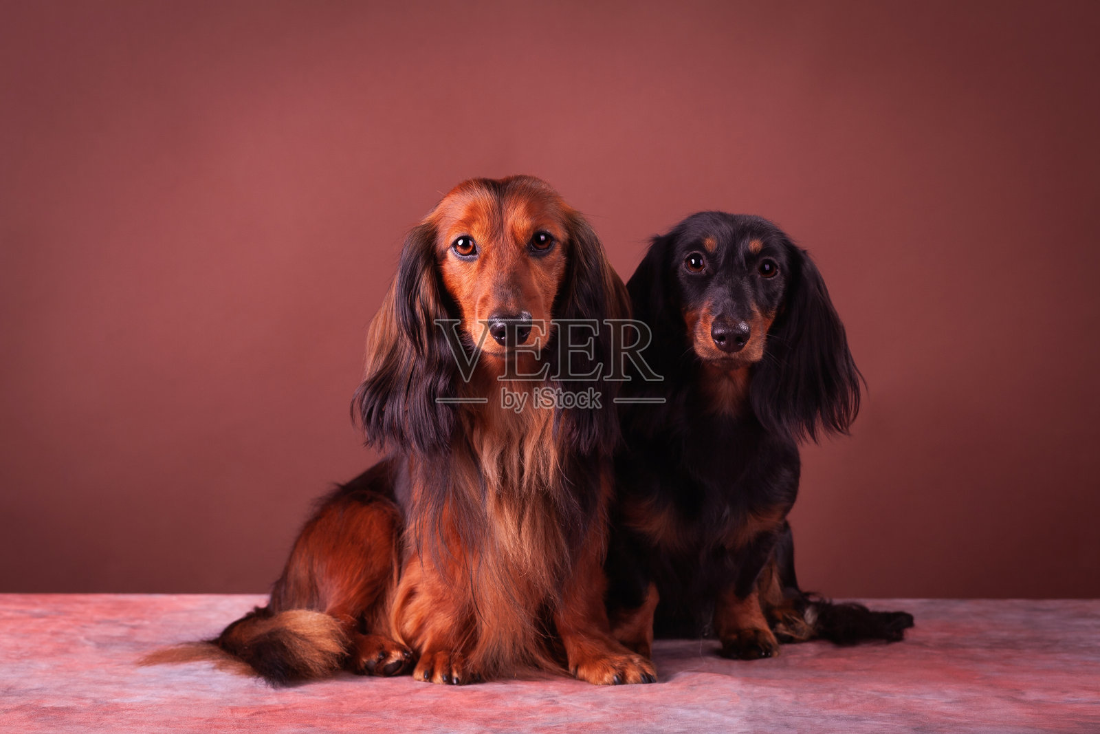 迷你腊肠工作室肖像照片摄影图片