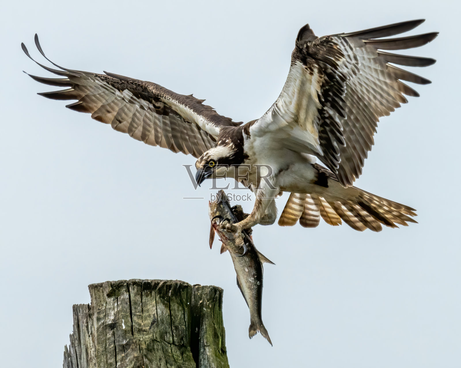 鱼鹰捉鱼照片摄影图片