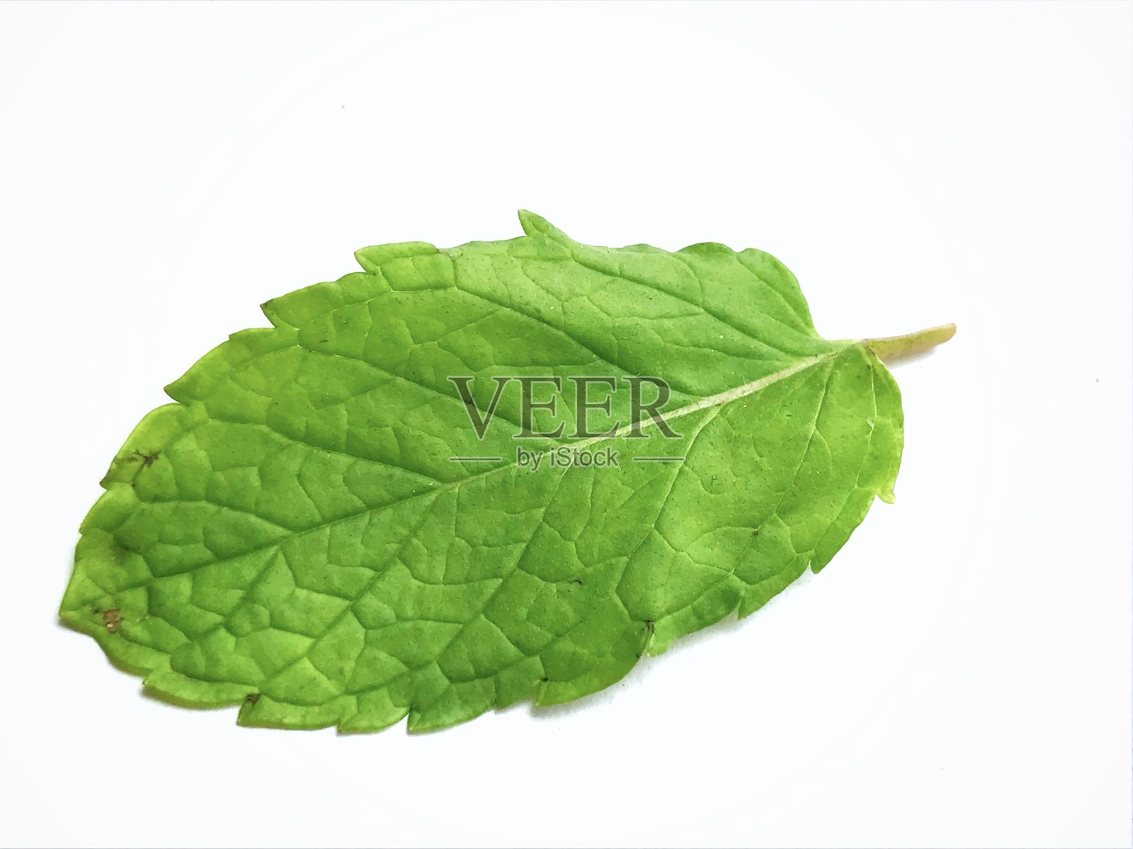 薄荷的叶子照片摄影图片