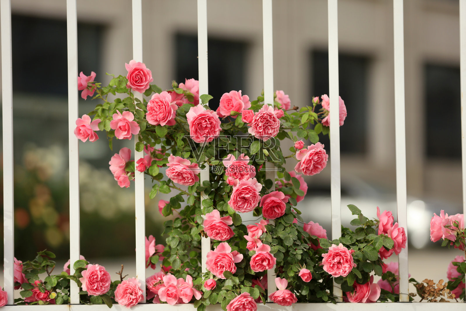 夏天,玫瑰盛开照片摄影图片