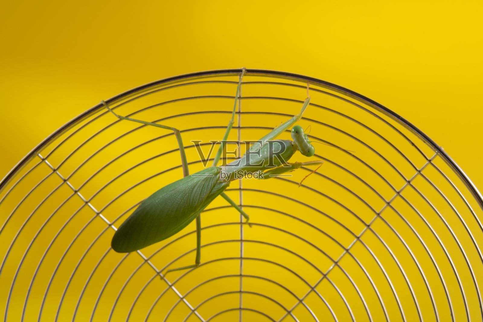 螳螂照片摄影图片