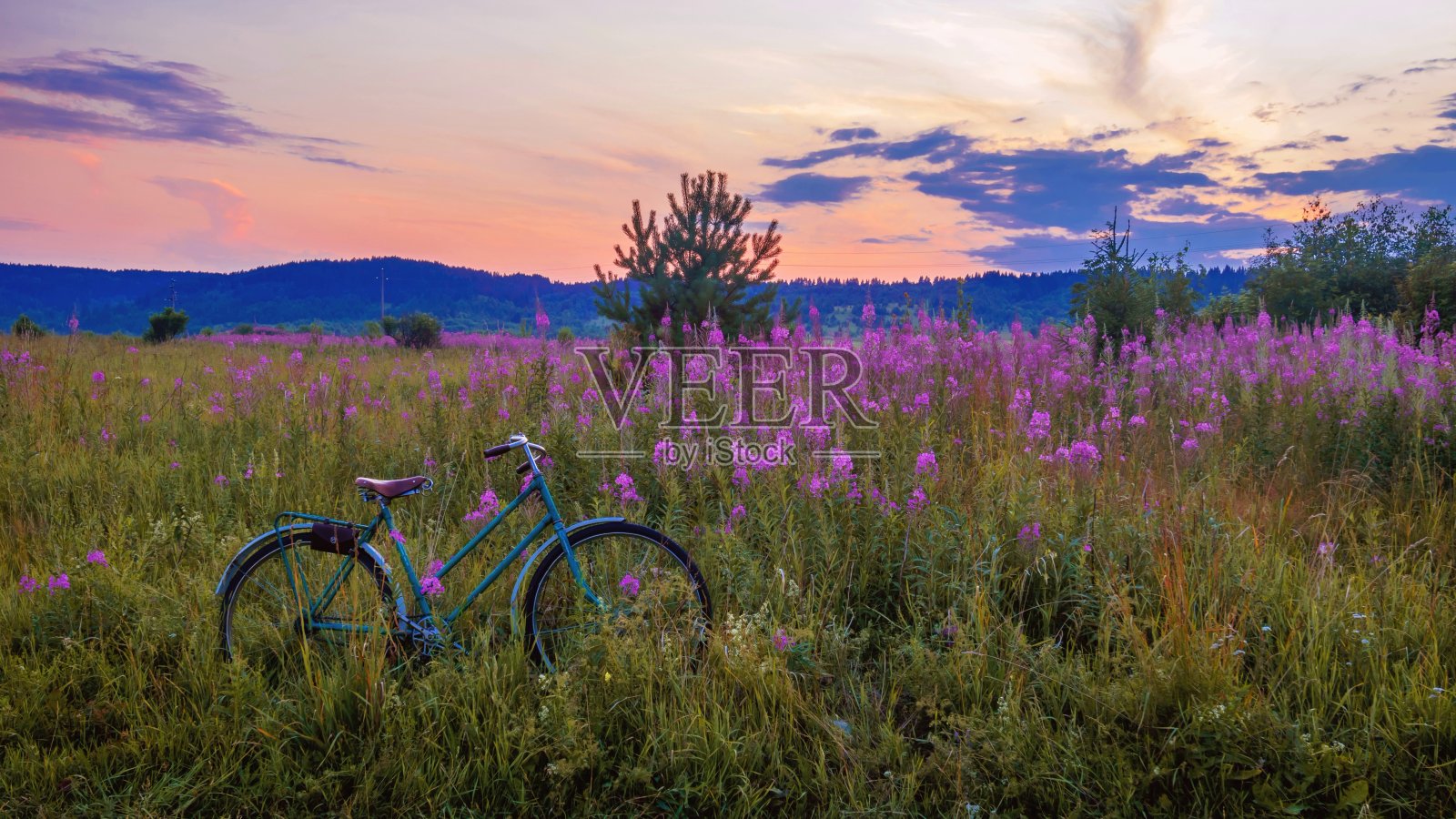 美丽的夜景是一片绿油油的草地,前景是紫色的万紫千红的花朵和一辆自行车。照片摄影图片