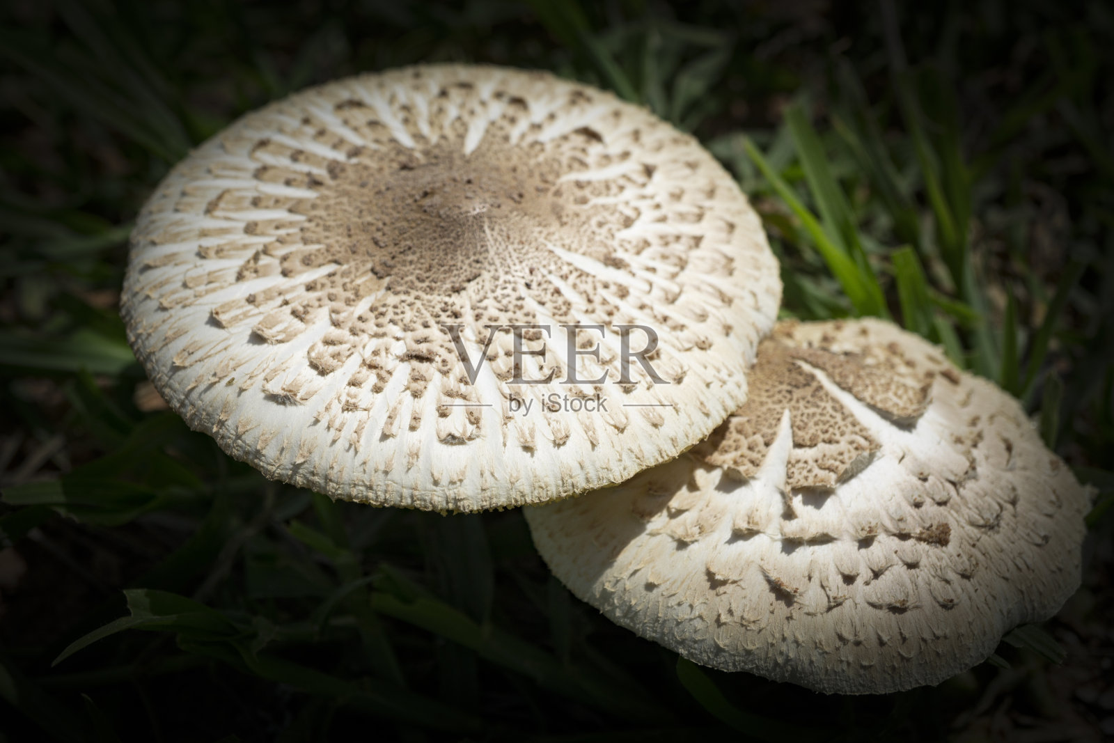 亚洲雨季的第一场雨过后,热带真菌从干燥的稻田里冒出来,在地下存活了一个月照片摄影图片