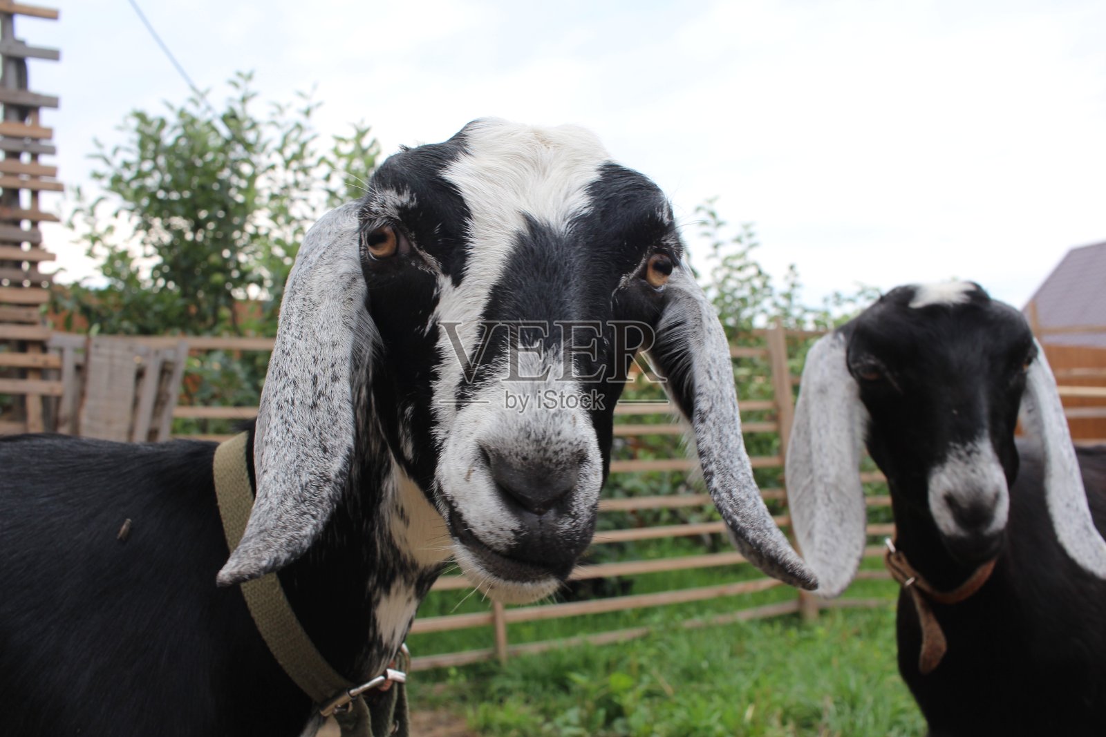 夏天,努比亚黑山羊在农场动物中漫步照片摄影图片
