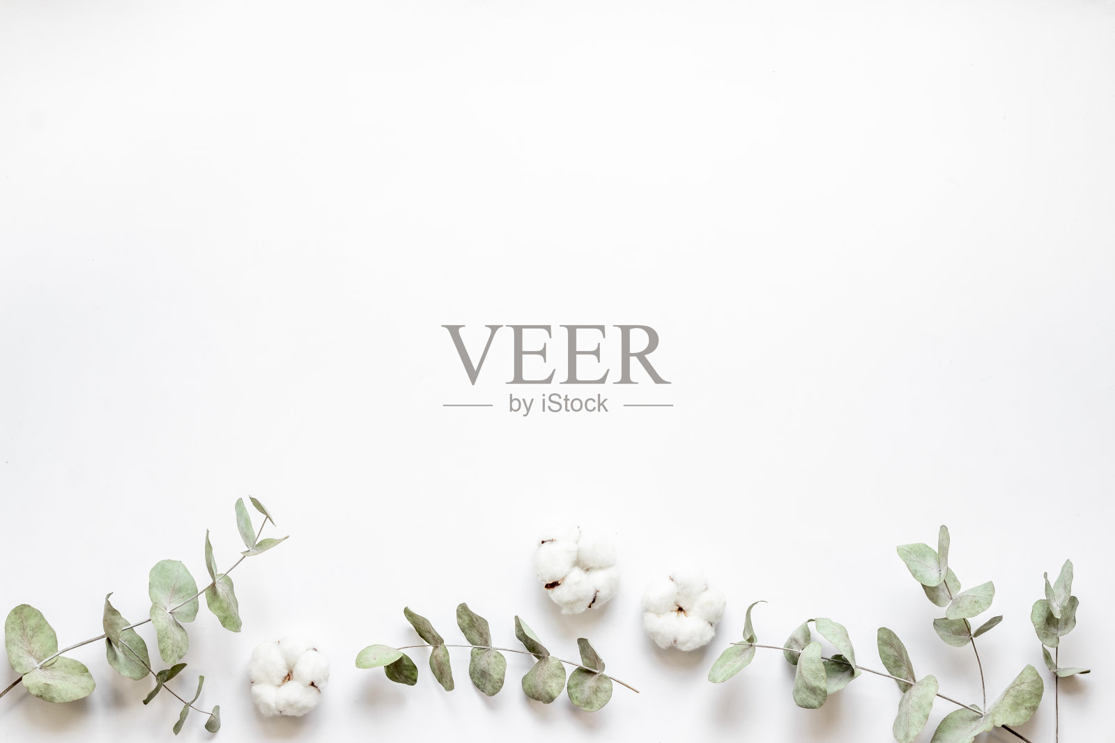 桉叶和棉花花图案,平铺照片摄影图片