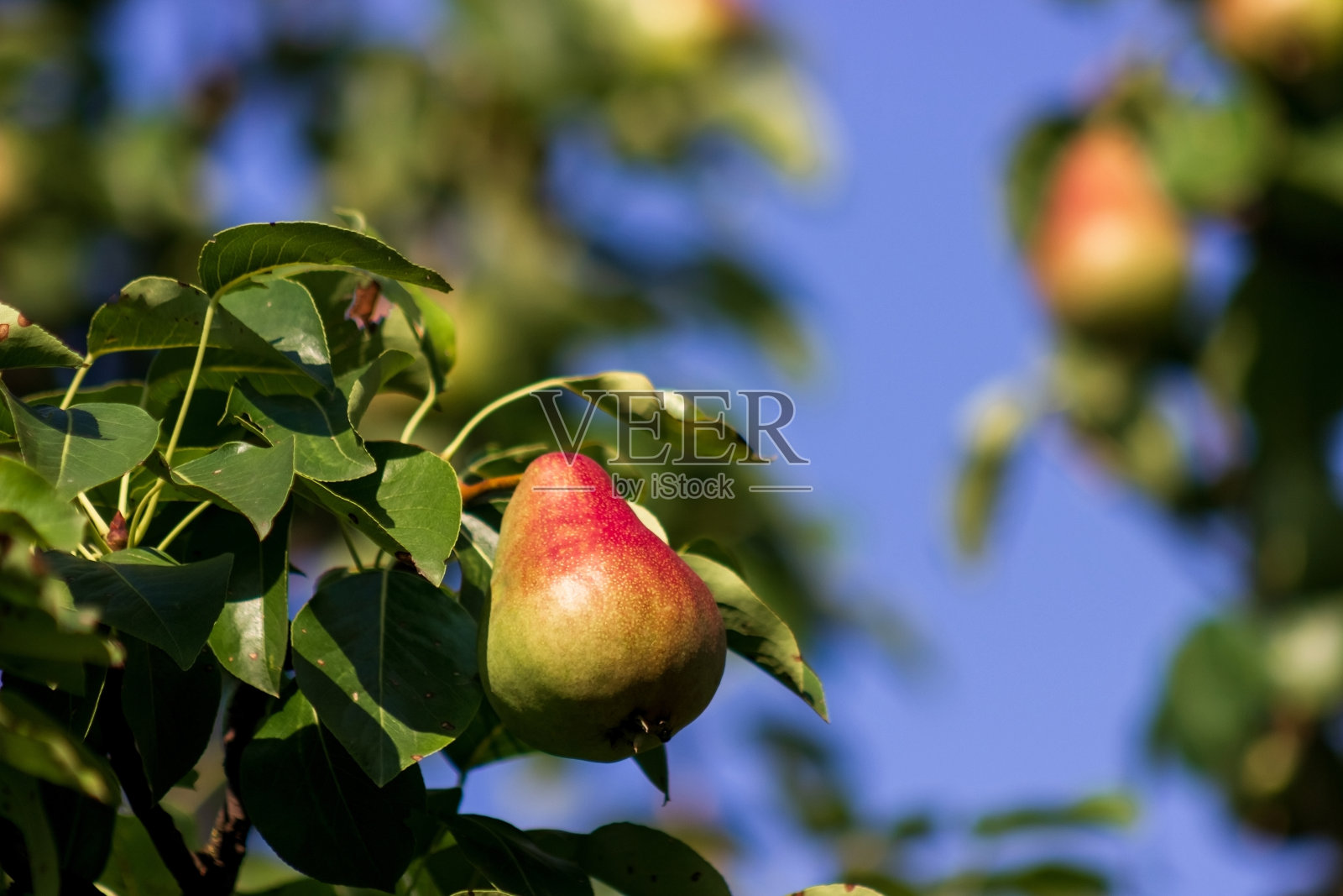 成熟的梨子在树枝上。在果园里收获。农业的概念。果汁的广告照片摄影图片