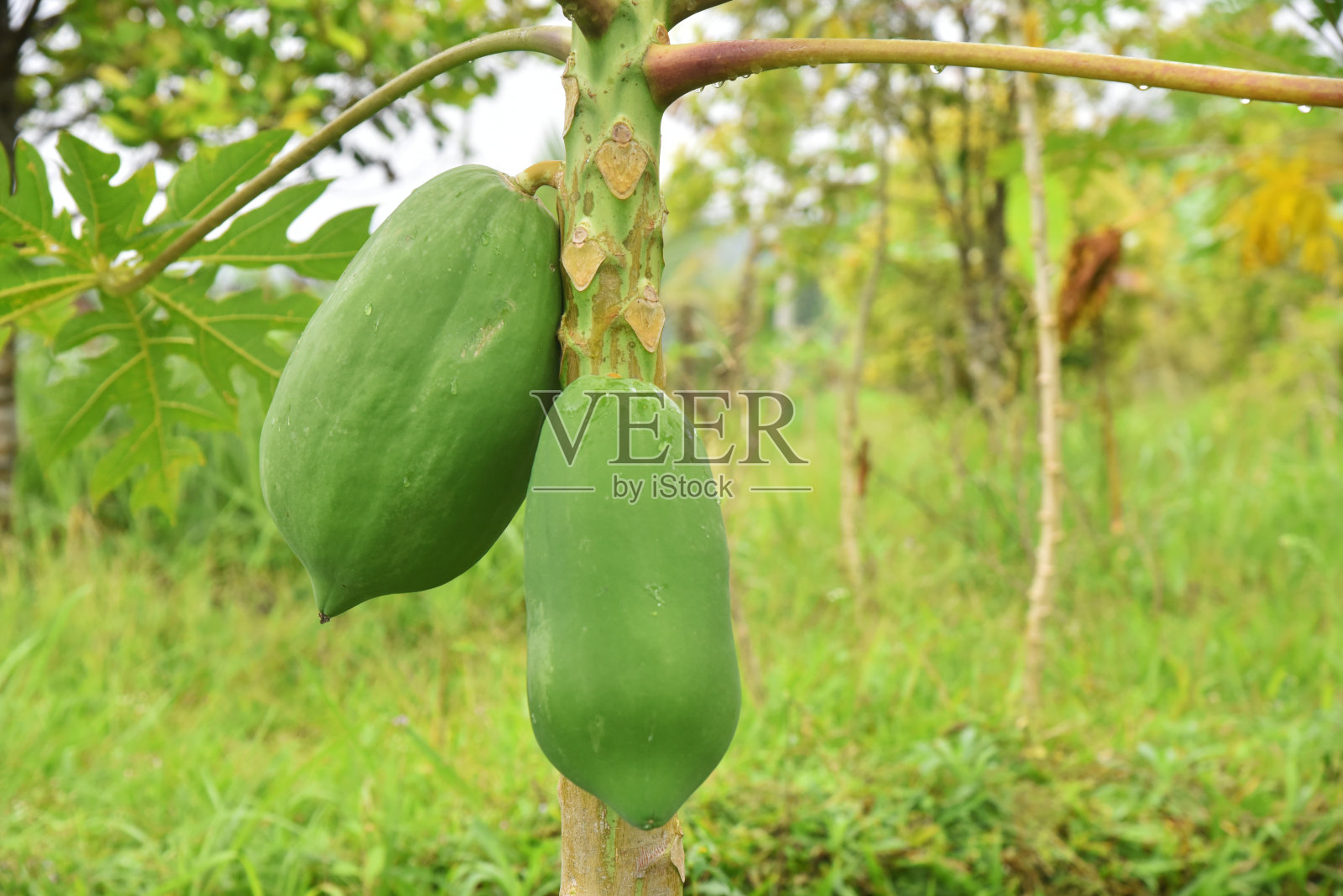 木瓜树生长在两种新鲜的绿色食物的花园里照片摄影图片