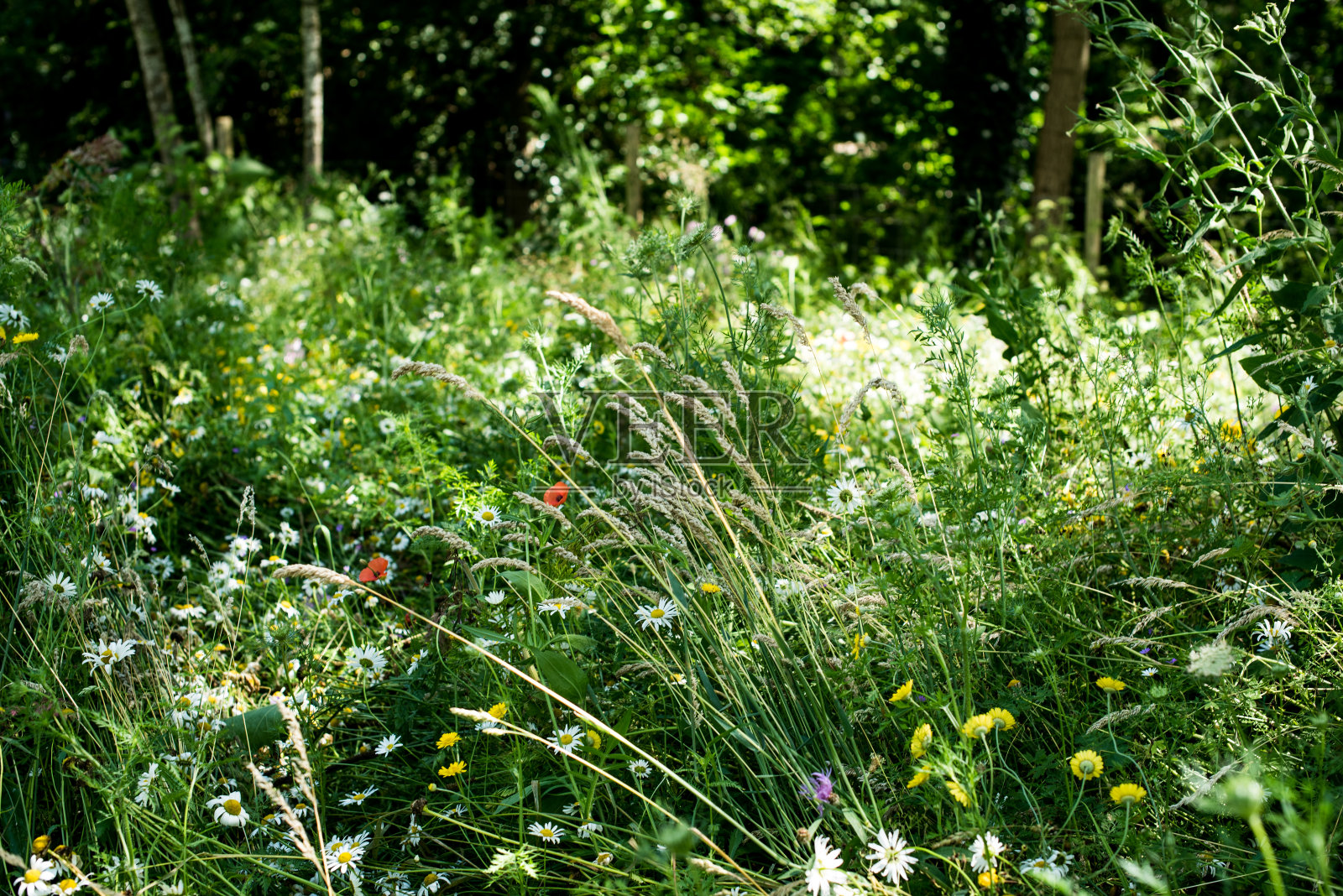 篱笆上开着洋甘菊照片摄影图片