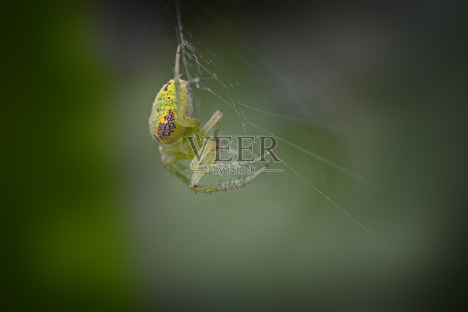 小绿黄花蜘蛛照片摄影图片