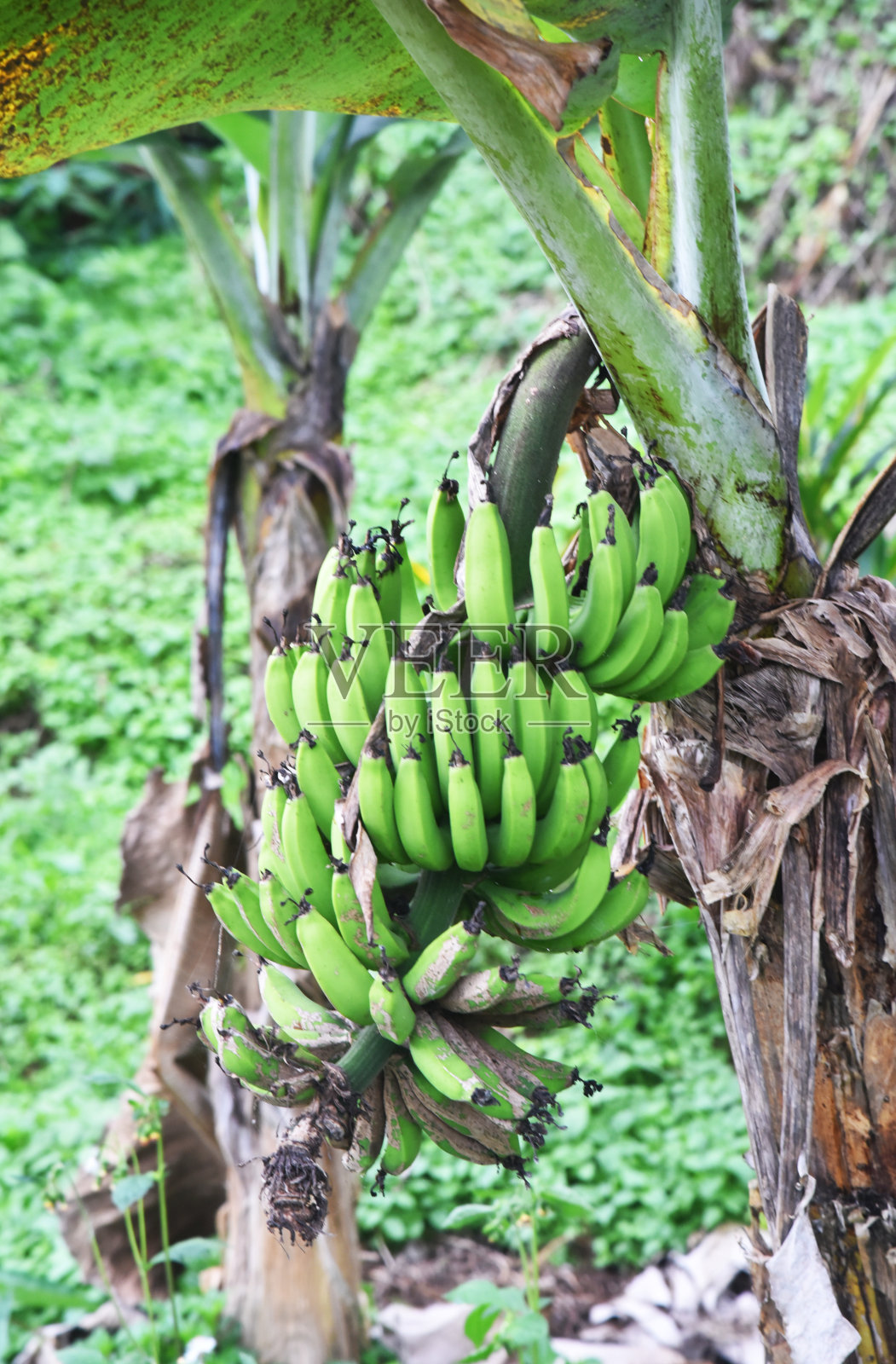 香蕉果实挂在树上照片摄影图片