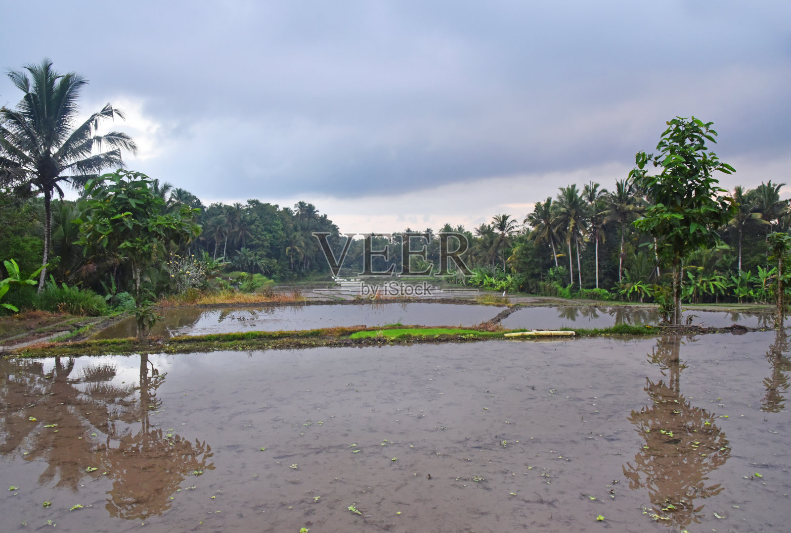 印度尼西亚巴厘塔巴南地区的稻田,有漂亮的水倒影照片摄影图片