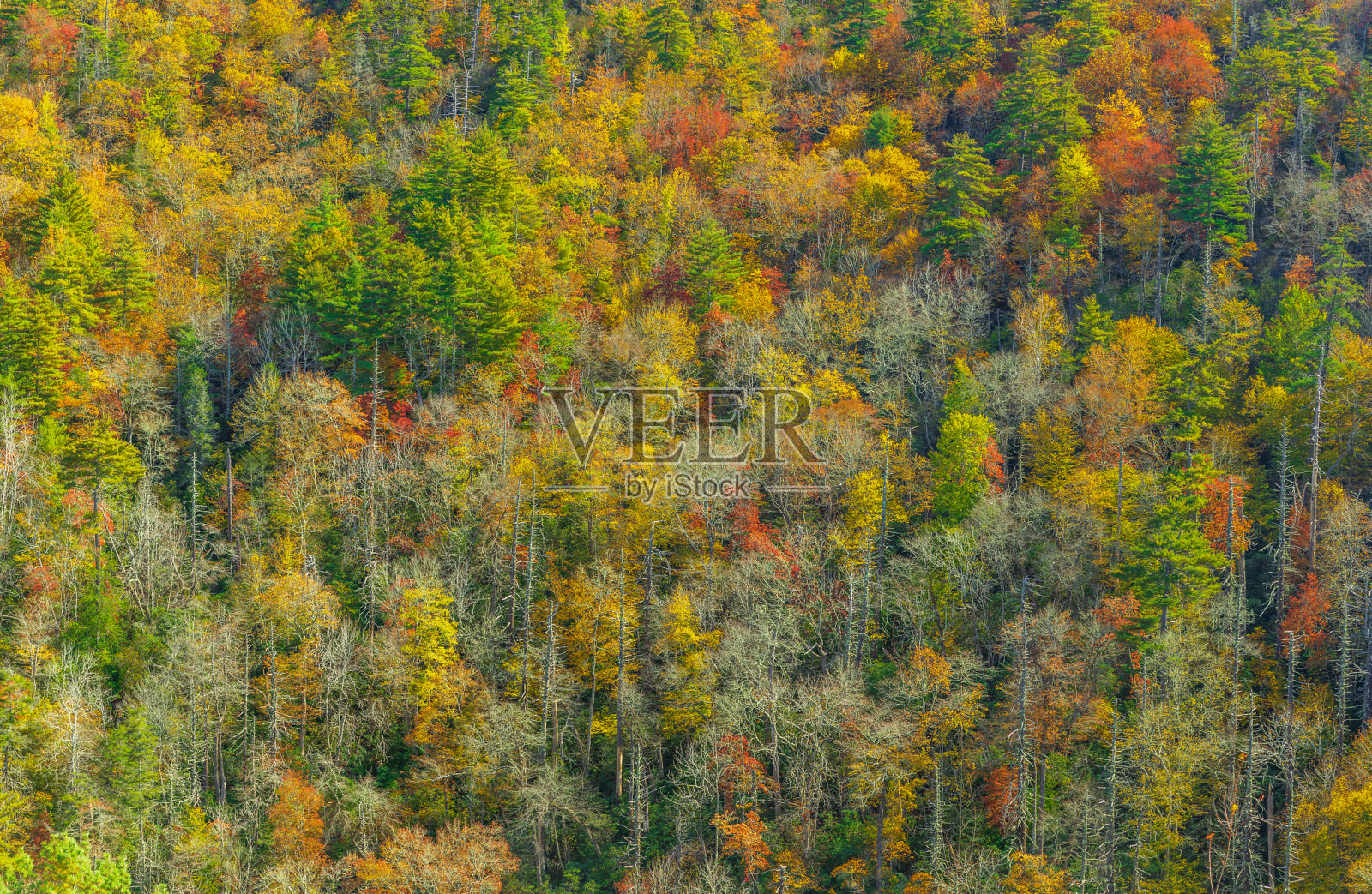 阿巴拉契亚山脉的秋天照片摄影图片