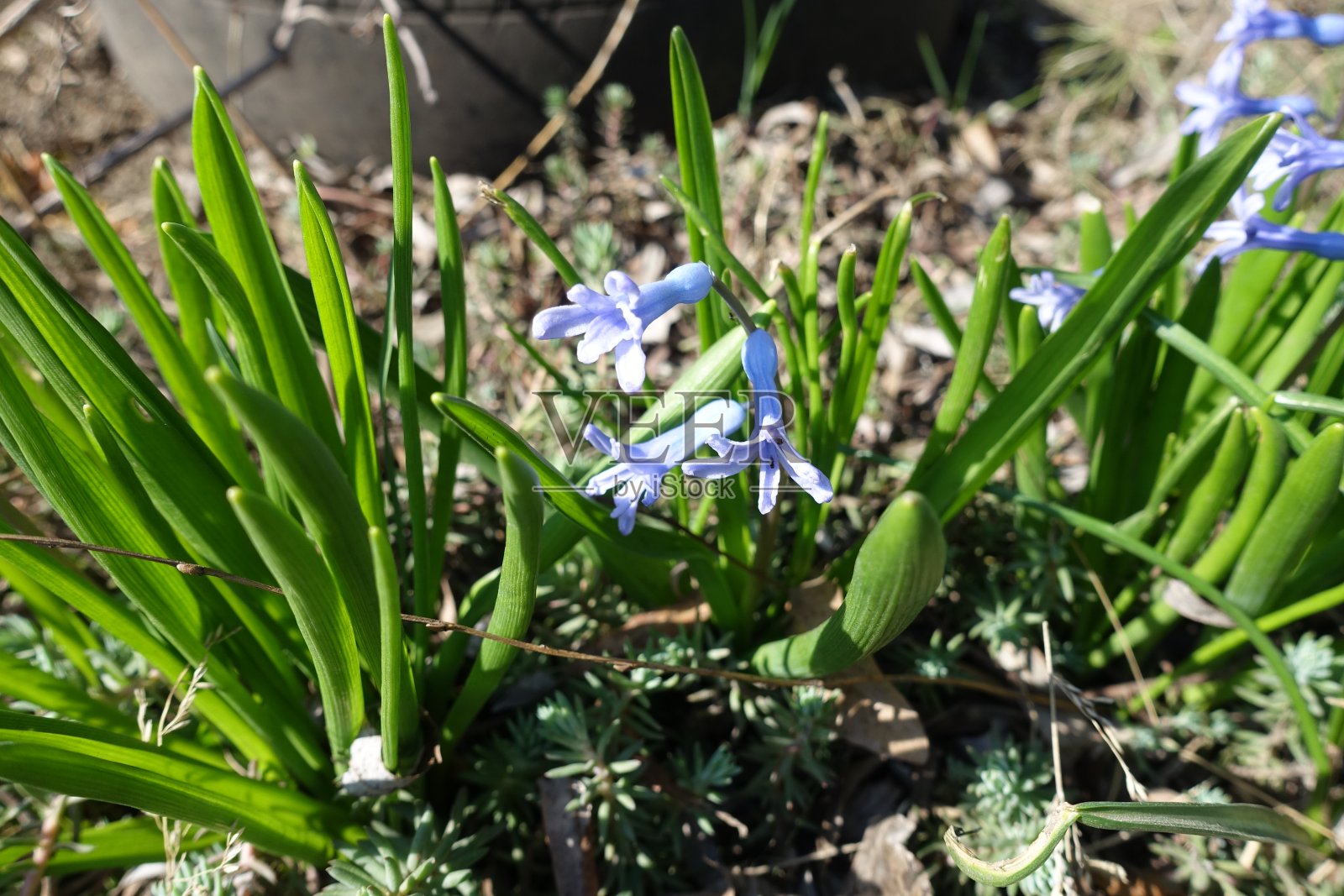 3月中旬,东方风信子野生型的蓝色花朵照片摄影图片