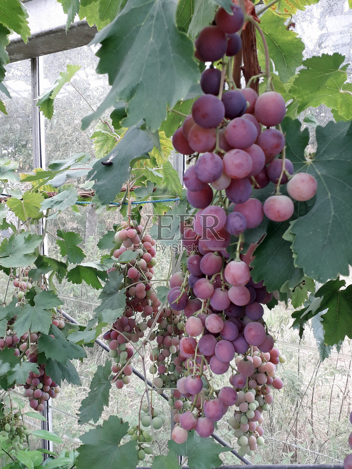 一大串成熟的紫葡萄挂在温室里照片摄影图片