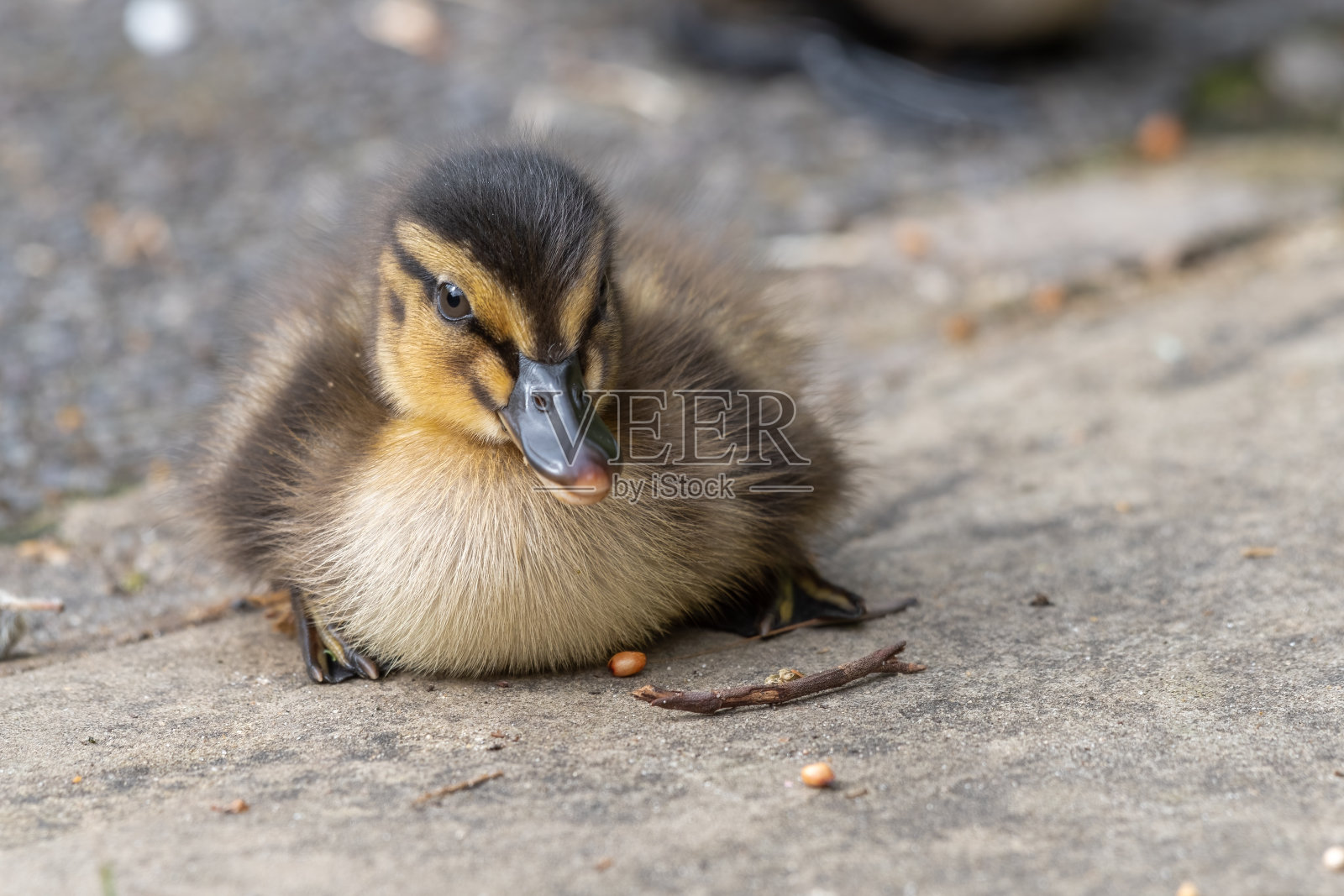 可爱的小鸭子在地上休息照片摄影图片