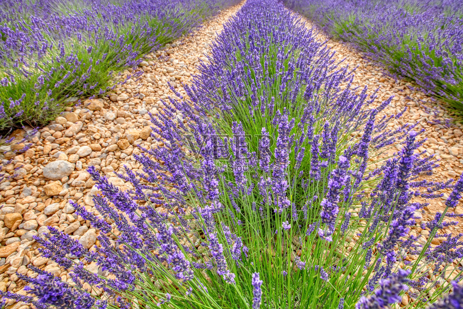 法国普罗旺斯的薰衣草田(瓦伦索高原)照片摄影图片