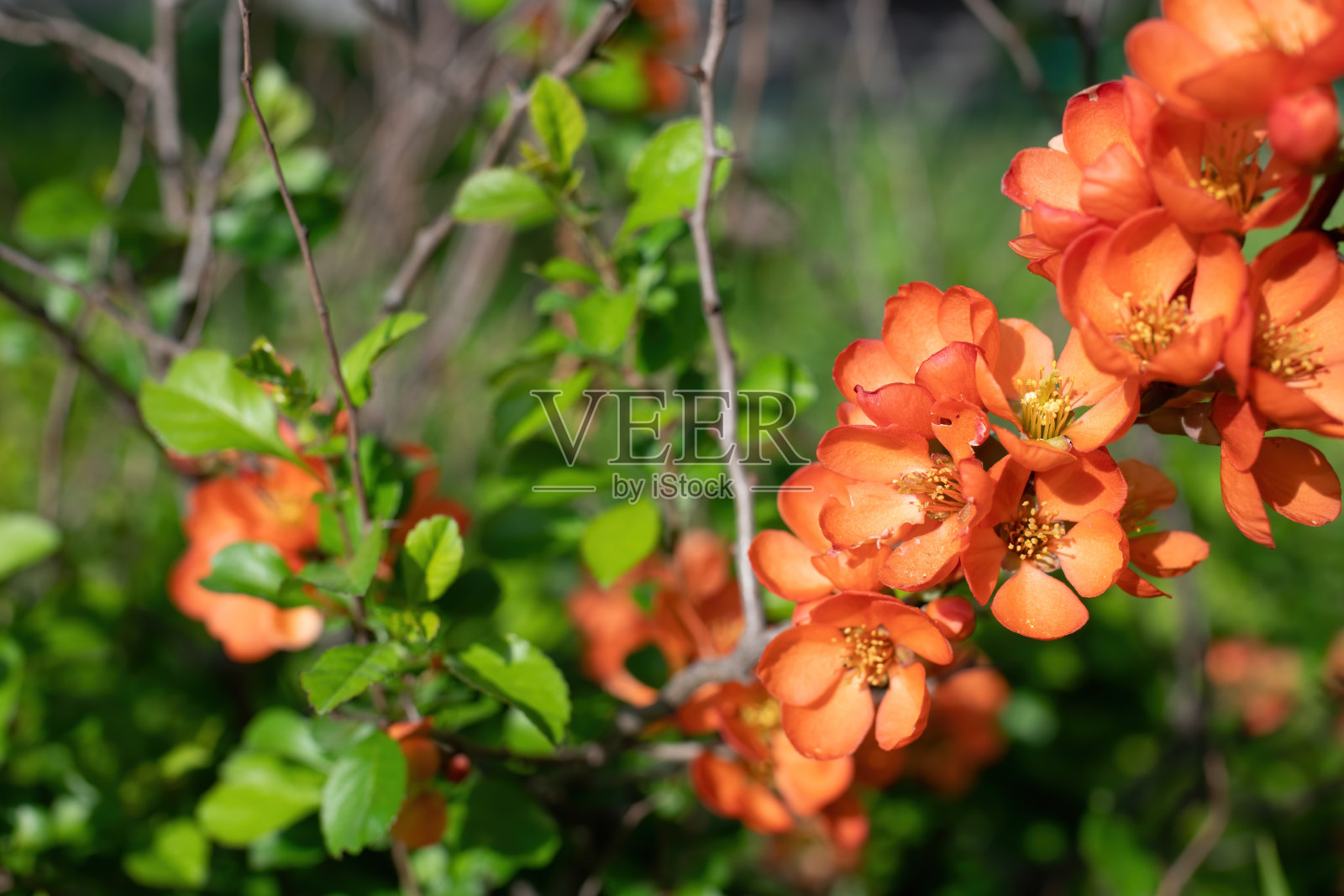 盛开的日本榅桲,开着明亮的花照片摄影图片