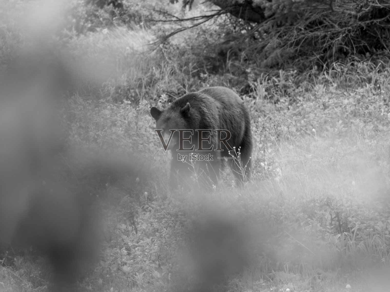 冰川国家公园的灰熊照片摄影图片