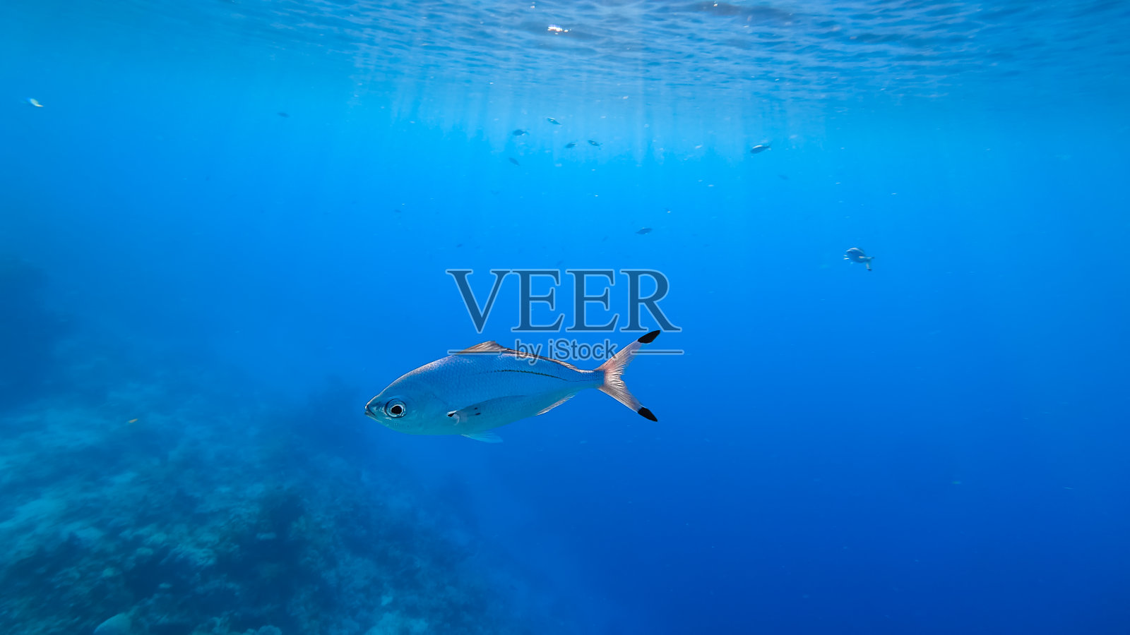 珊瑚礁里有美丽的海鱼照片摄影图片