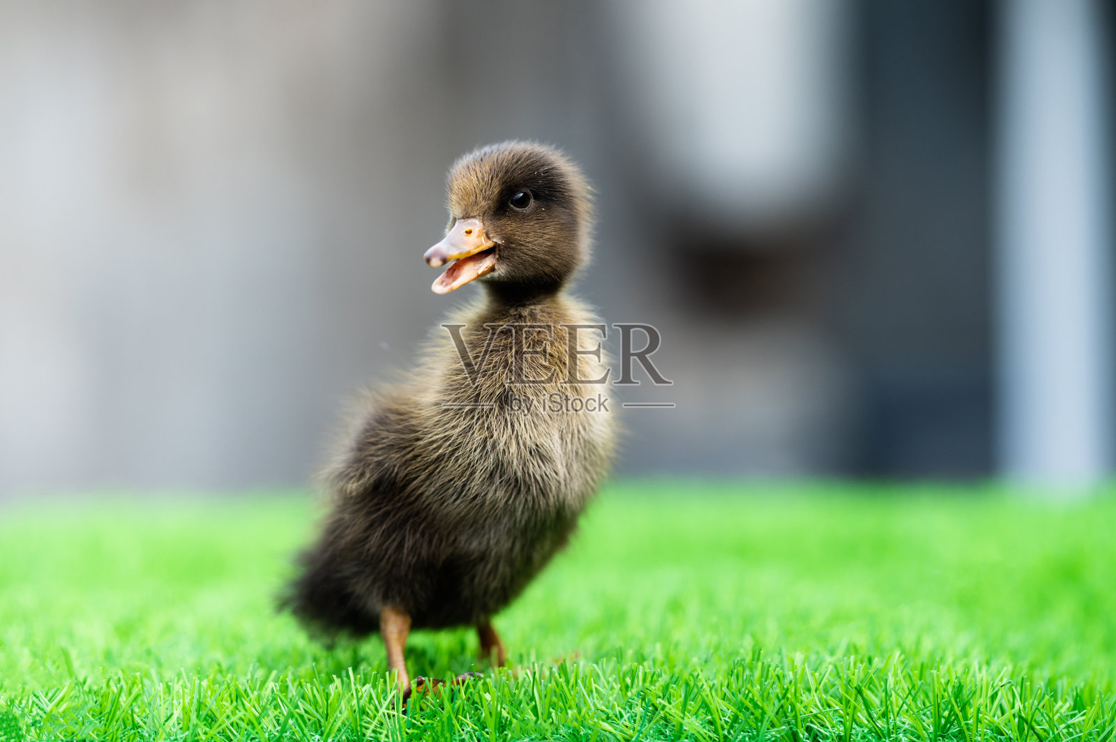 小可爱的小鸭子照片摄影图片