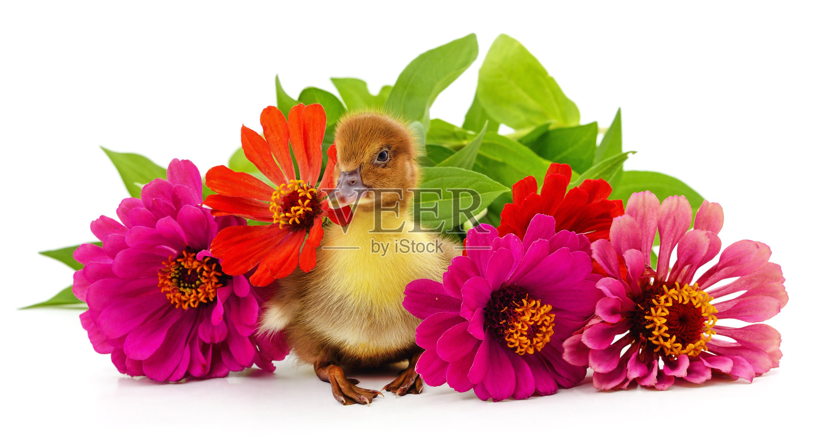 百日菊和小鸭的花束。照片摄影图片