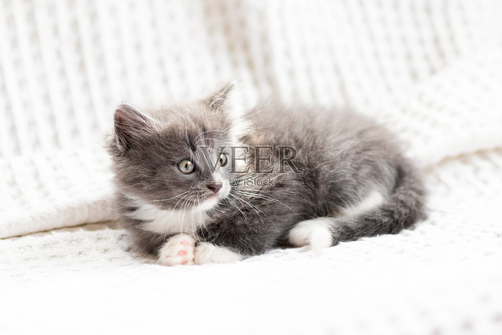 小猫在毛毯里,小猫喂概念,可爱的小猫躺在床上照片摄影图片