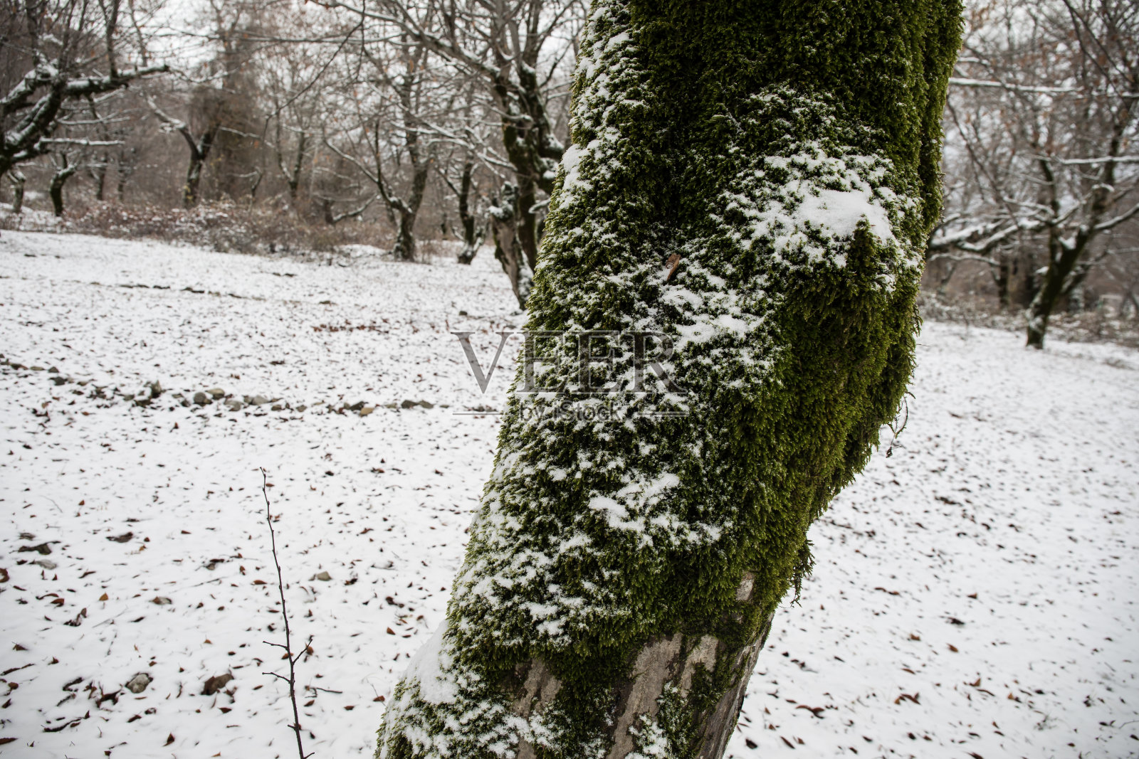山上冬天的树木覆盖着新雪。树枝被雪覆盖的美丽风景。高加索的山路。阿塞拜疆照片摄影图片