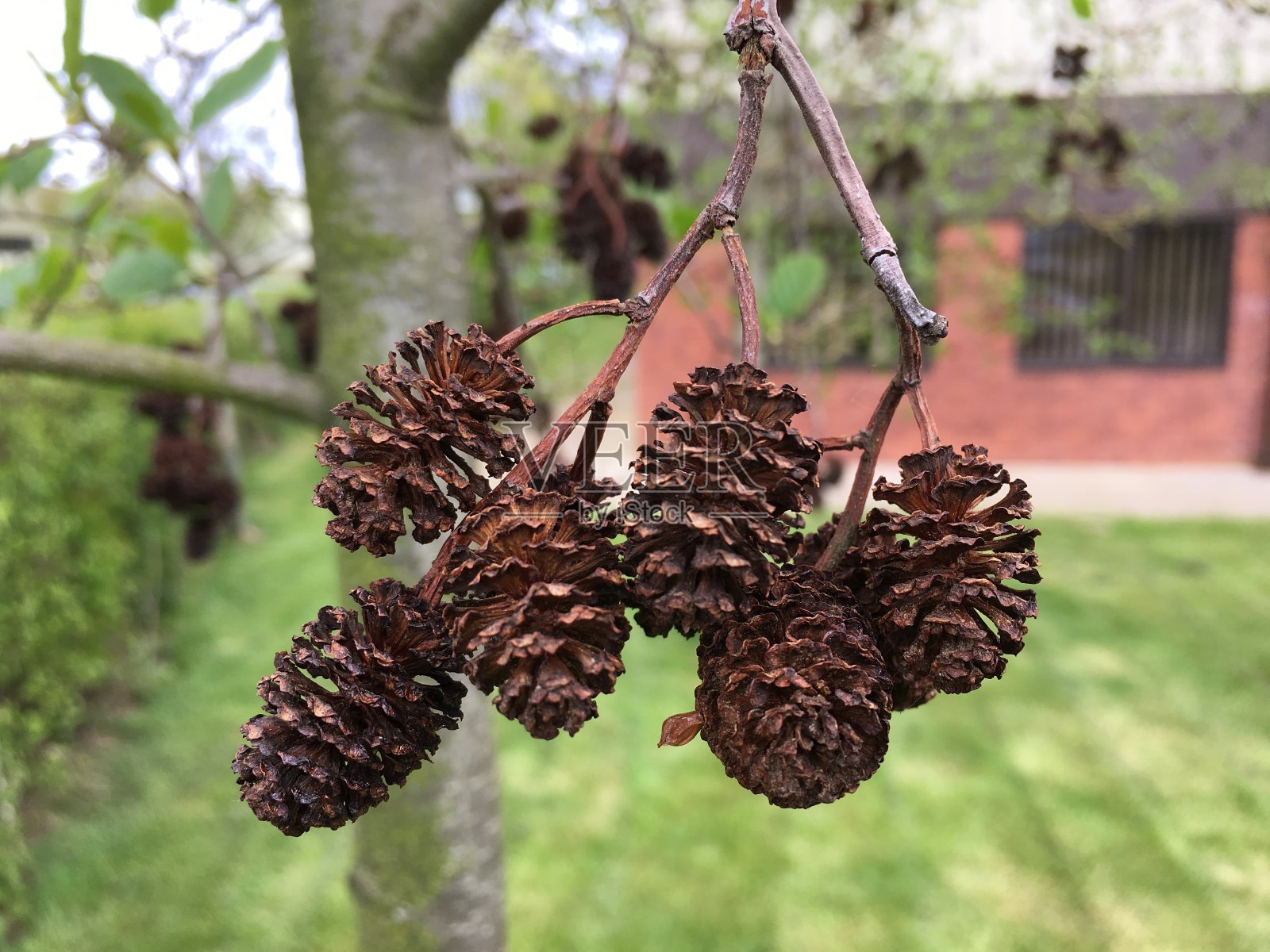 桤木(Alnus glutinosa) -成熟的雌球果照片摄影图片