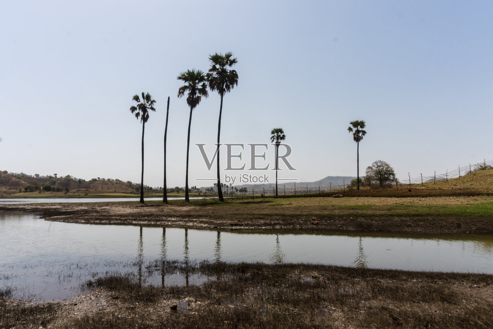 Vishal Khadi生态营地。美丽的棕榈树,水的倒影,绿色的田野,小屋,湖泊照片摄影图片