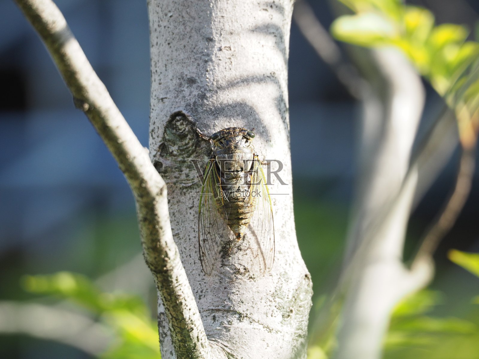 蝉照片摄影图片