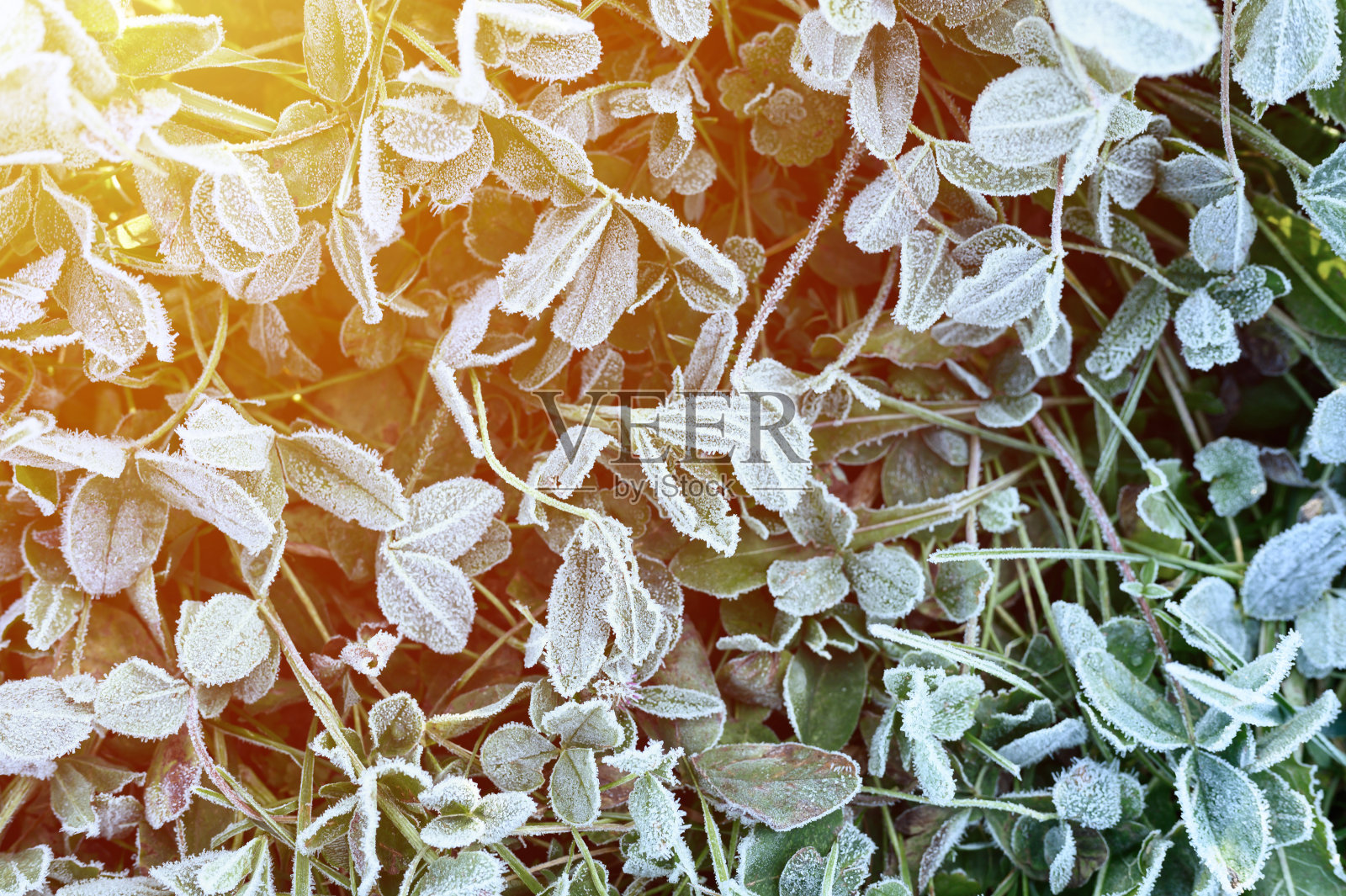 清晨花园里绿草结霜,日出时草地上结霜的冻草。自然背景的纹理图案。前视图。耀斑照片摄影图片