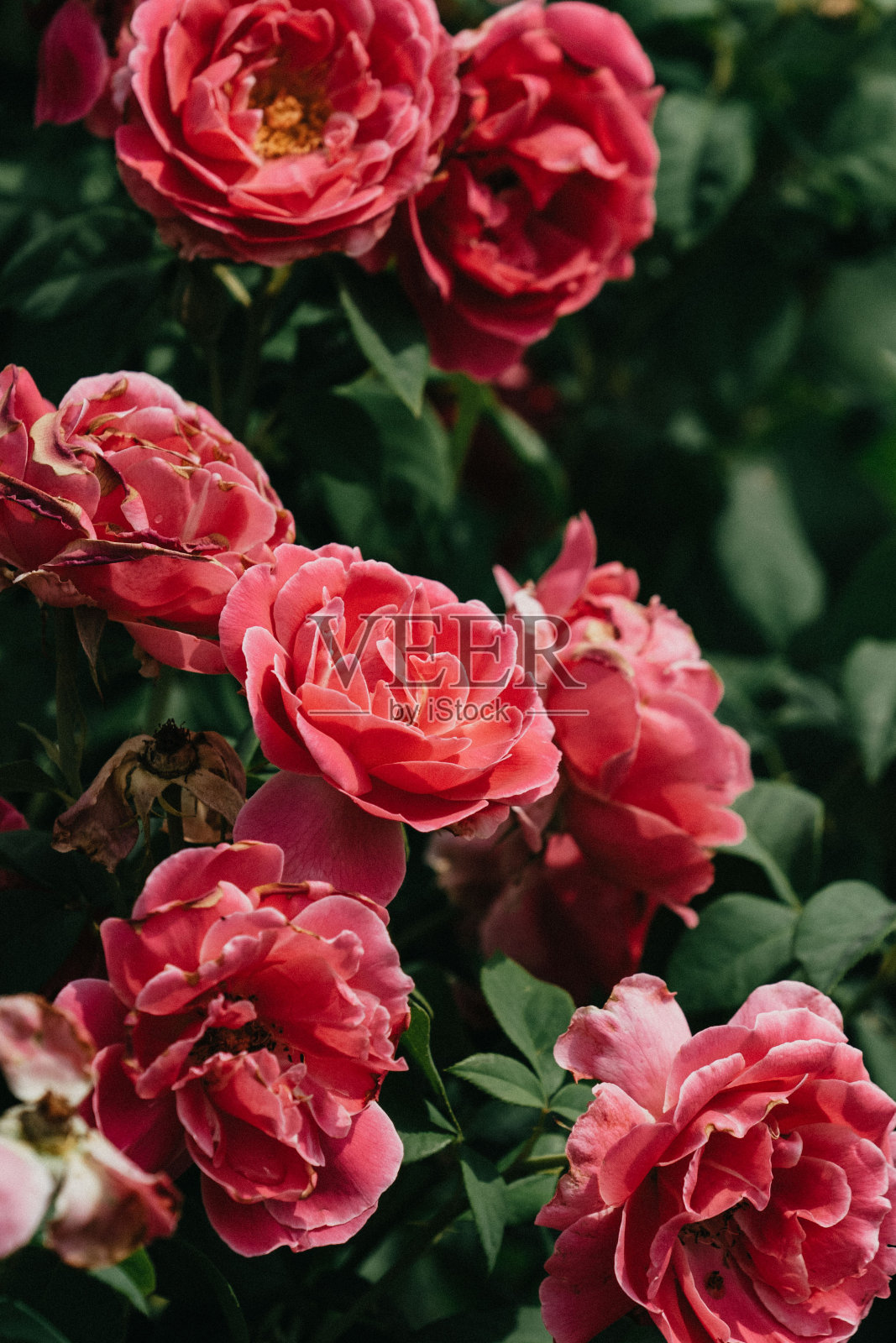 花壁纸照片摄影图片