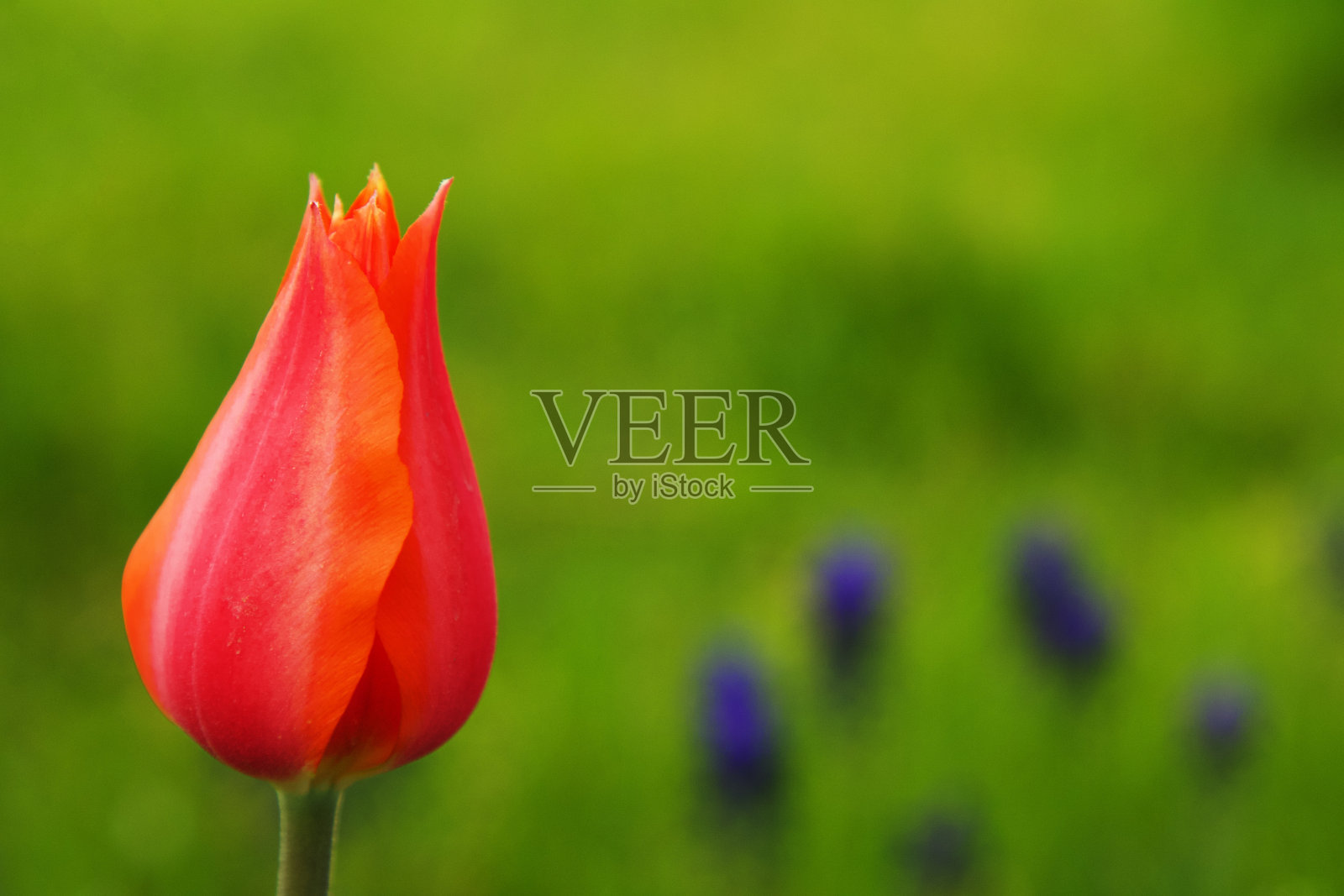 红色郁金香照片摄影图片