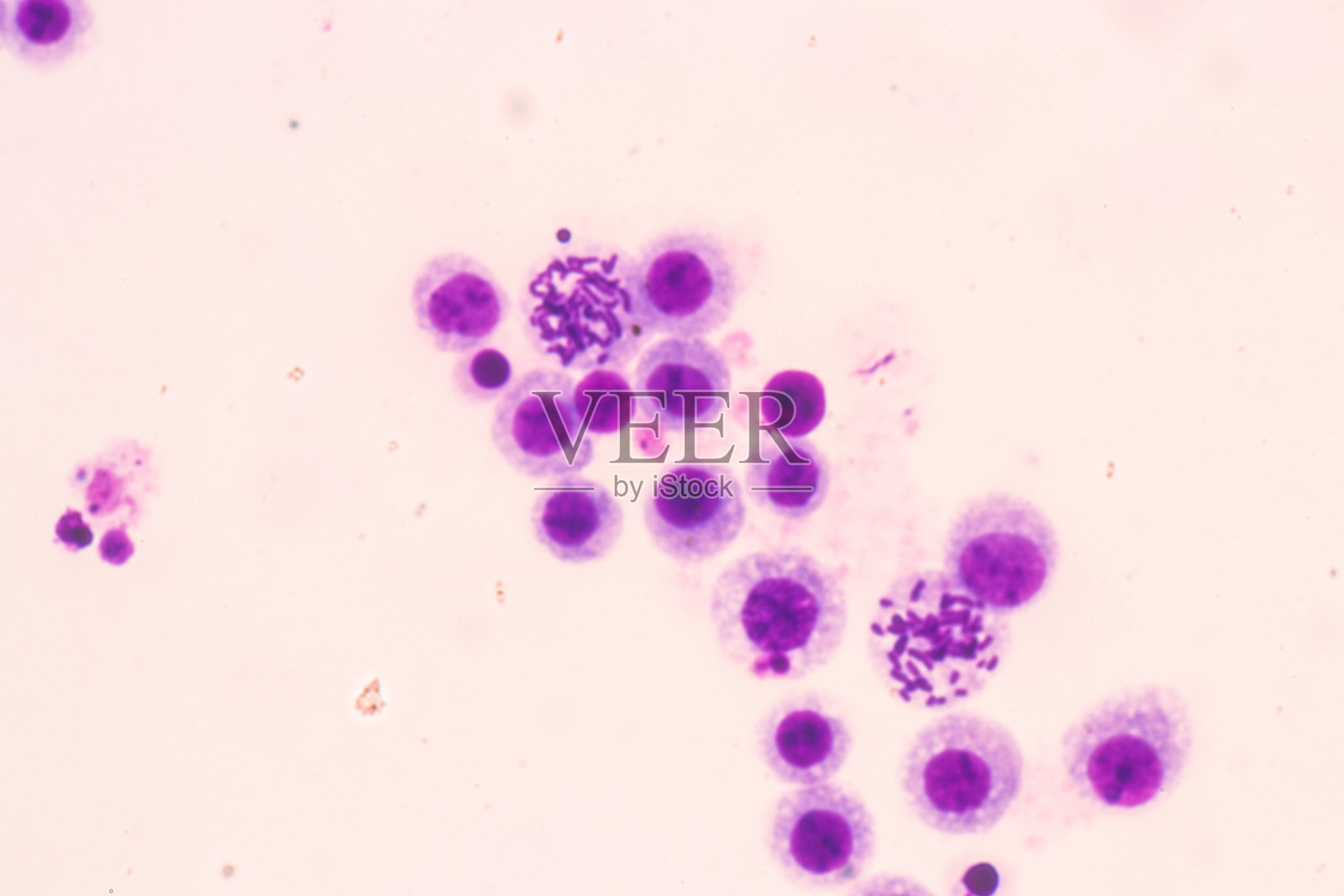 人类染色体在显微镜下的教育。照片摄影图片