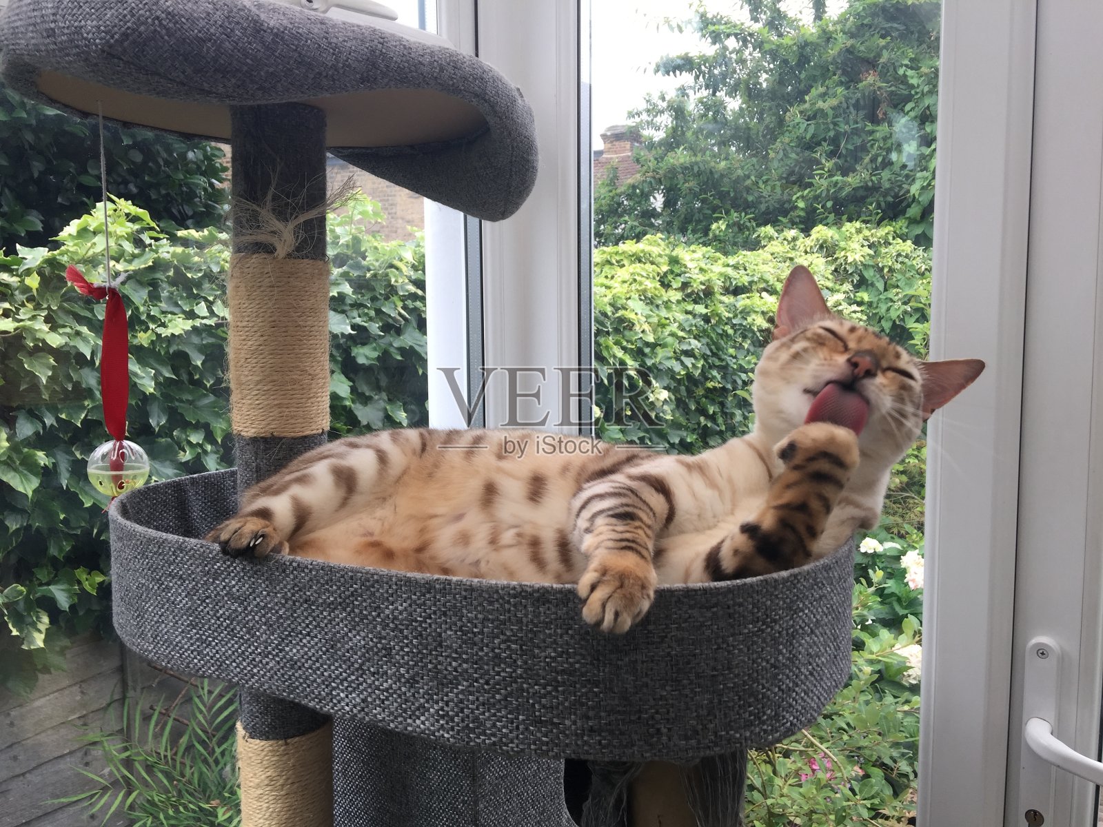 梳理猫照片摄影图片