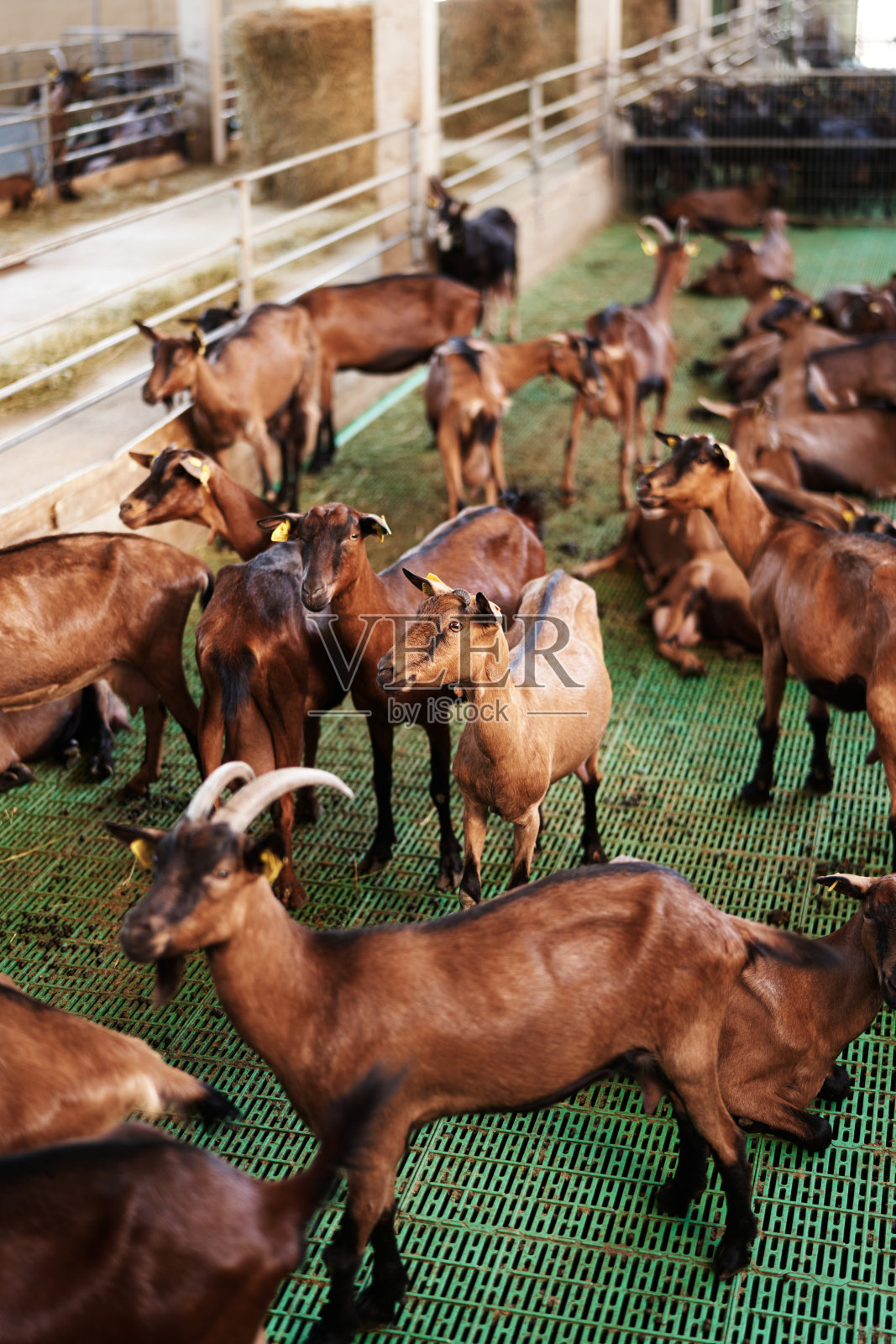 室内农场,围栏后面有许多棕色山羊照片摄影图片