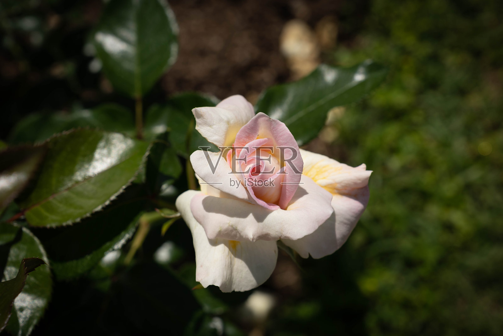 意大利罗马黑暗背景下的玫瑰图像照片摄影图片