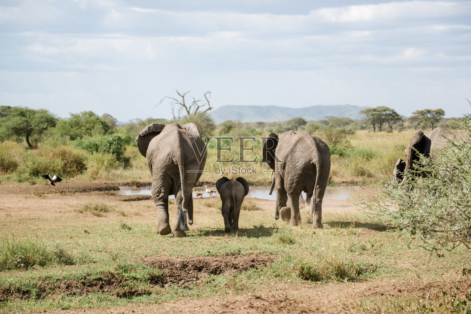 在坦桑尼亚Elefant照片摄影图片